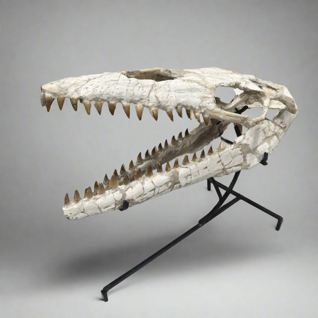 Kalifano Mosasaurus Fossils Moroccan Mosasaurus Jaw Fossil on Custom Stand - 22" #MOST30000.002