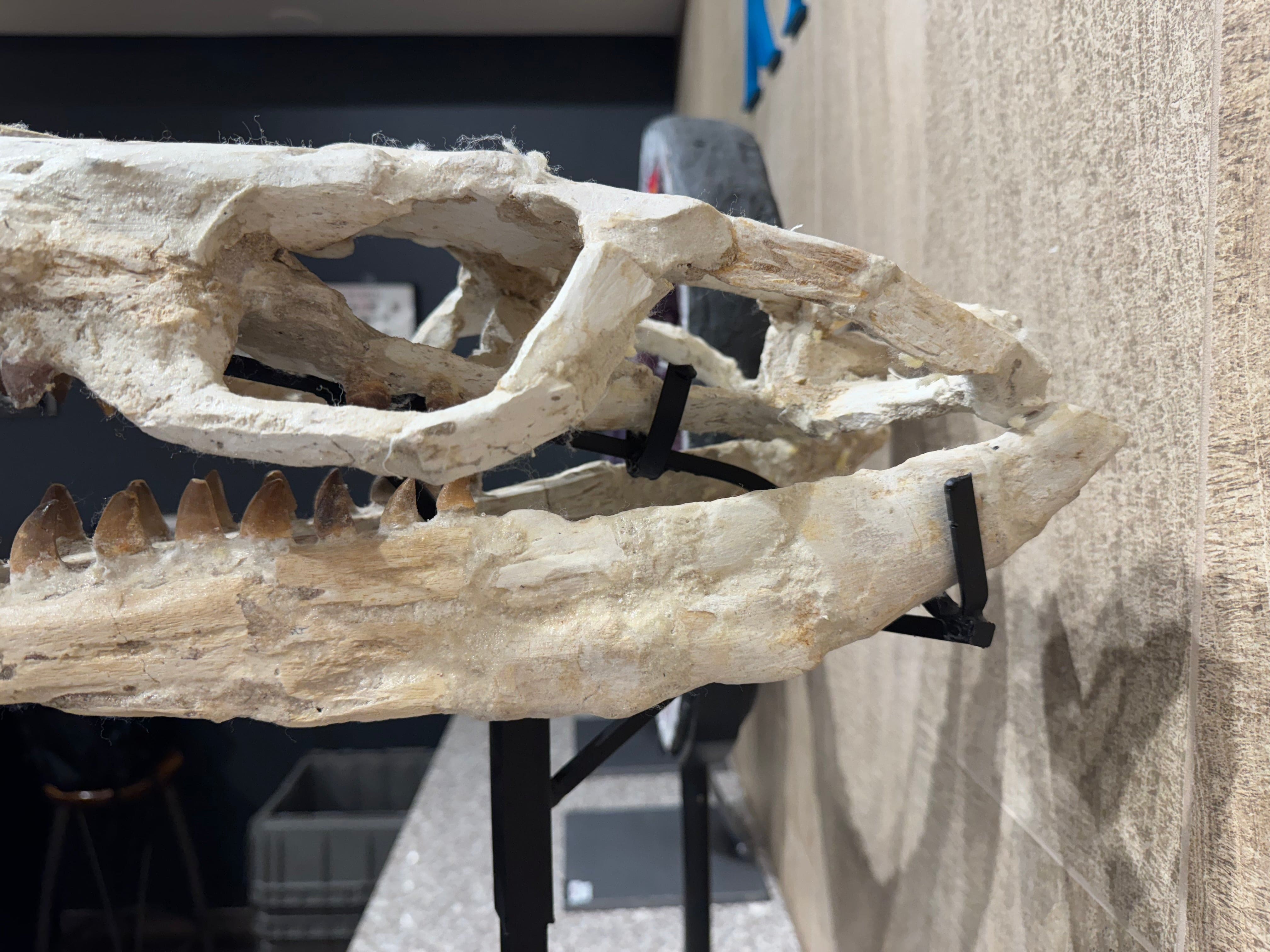 Kalifano Mosasaurus Fossils Moroccan Mosasaurus Jaw Fossil on Custom Stand - 24" MOST32000.004