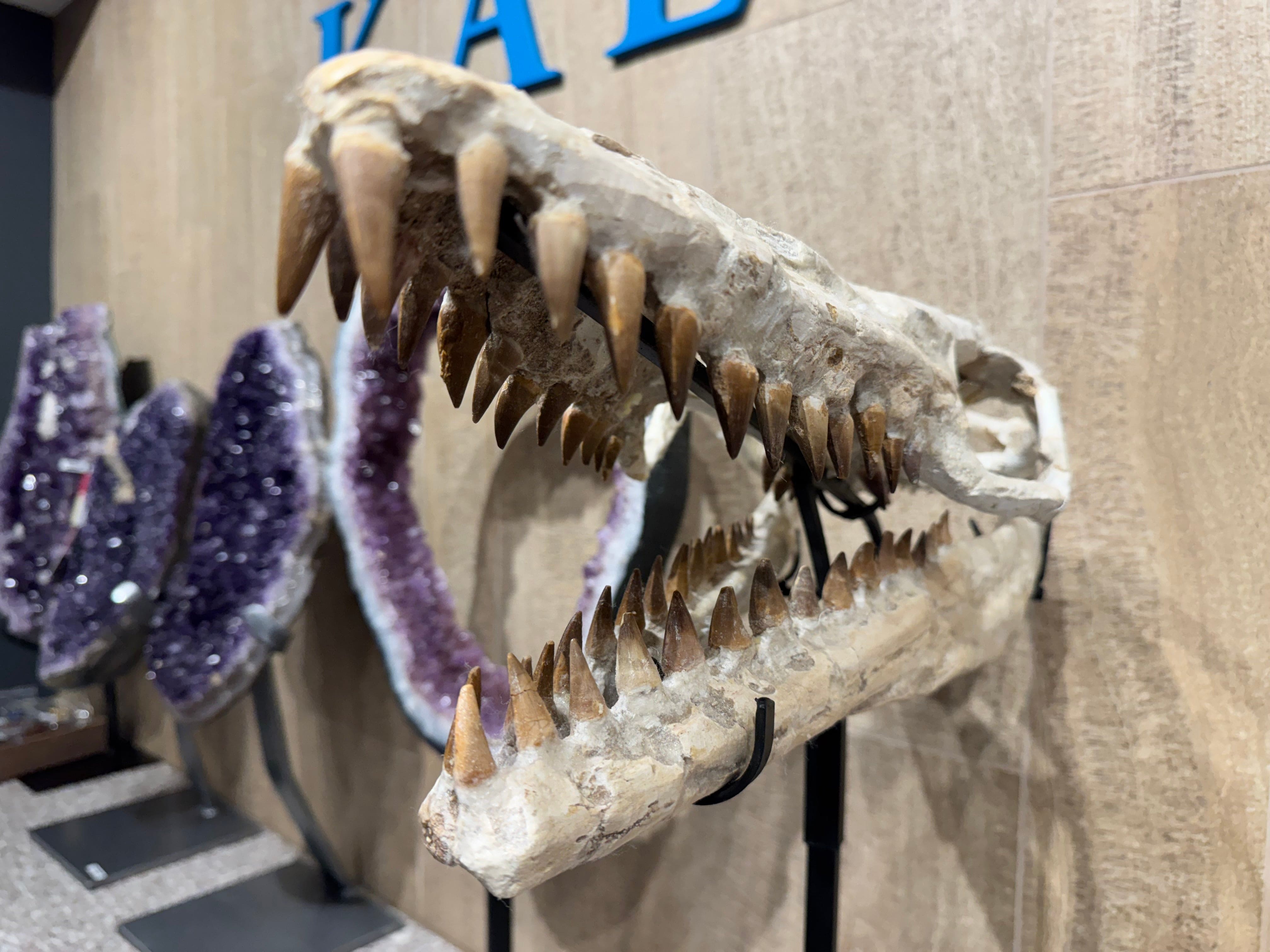 Kalifano Mosasaurus Fossils Moroccan Mosasaurus Jaw Fossil on Custom Stand - 24" MOST32000.004