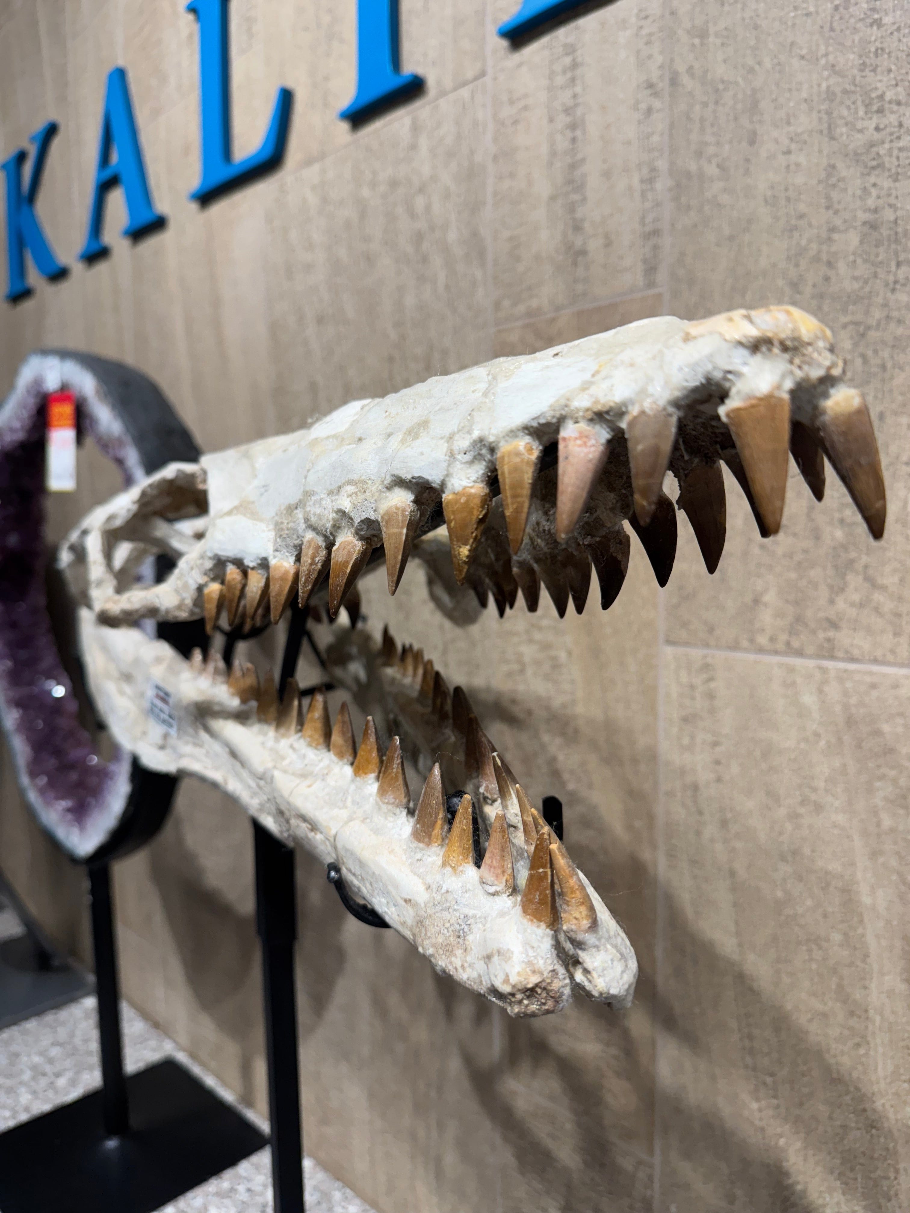 Kalifano Mosasaurus Fossils Moroccan Mosasaurus Jaw Fossil on Custom Stand - 24" MOST32000.004