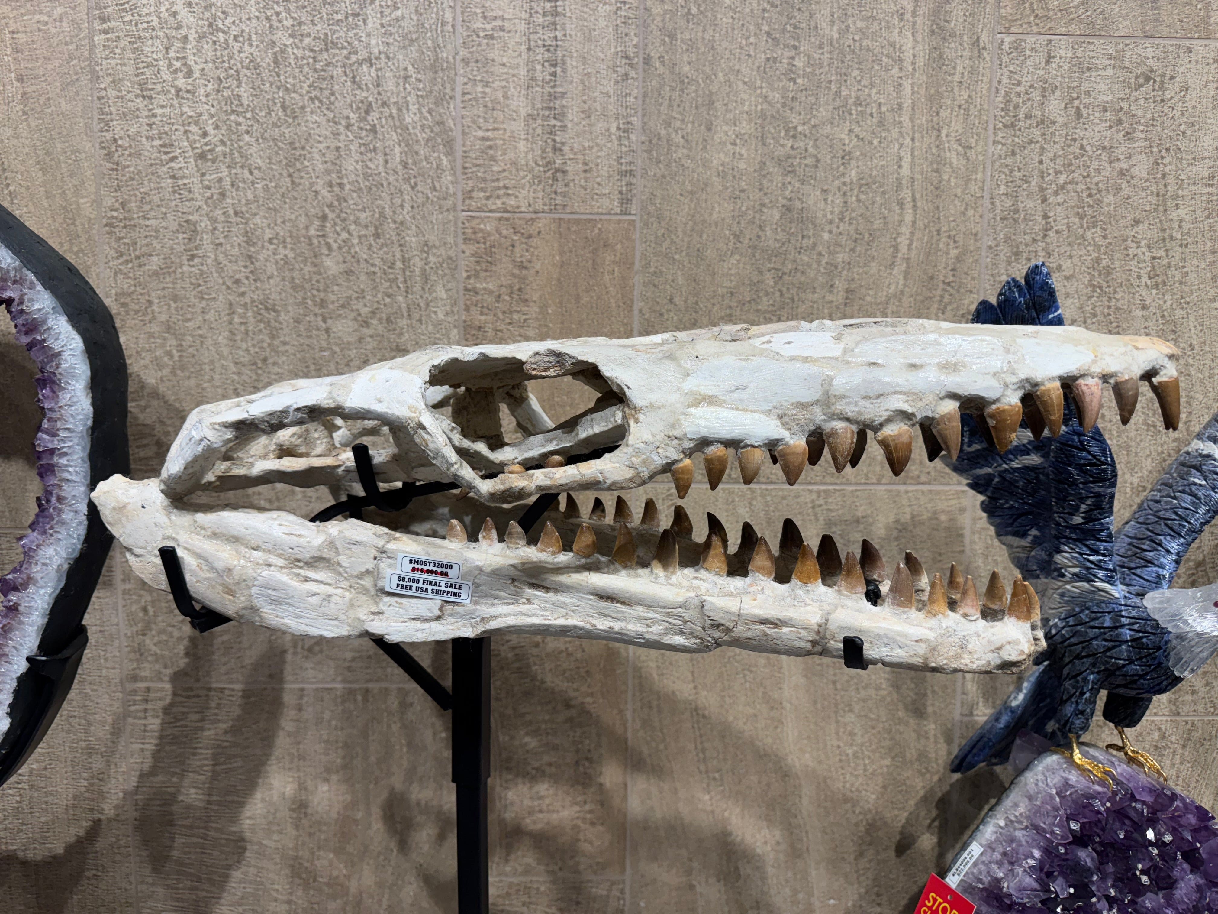 Kalifano Mosasaurus Fossils Moroccan Mosasaurus Jaw Fossil on Custom Stand - 24" MOST32000.004
