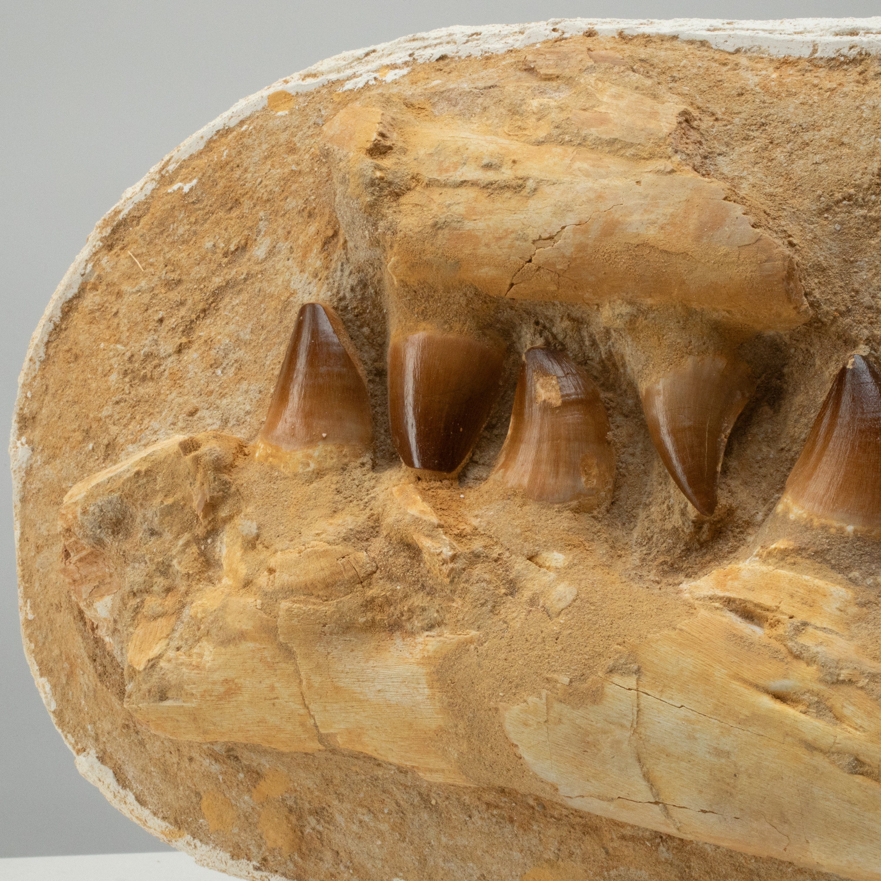 Kalifano Mosasaurus Fossils Mosasaurus Jaw and Teeth Fossil in Matrix - 19in. MOST7200.001