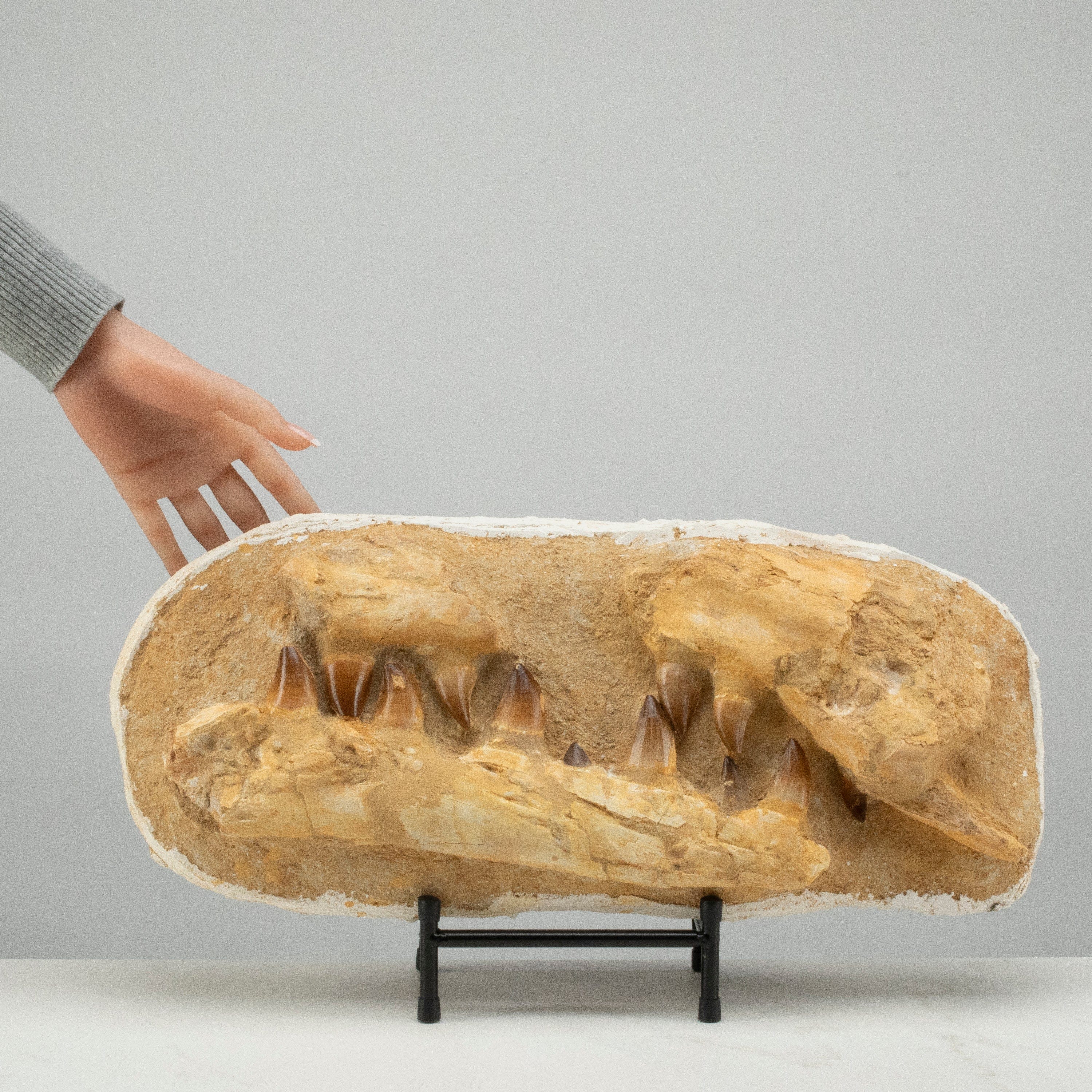 Kalifano Mosasaurus Fossils Mosasaurus Jaw and Teeth Fossil in Matrix - 19in. MOST7200.001