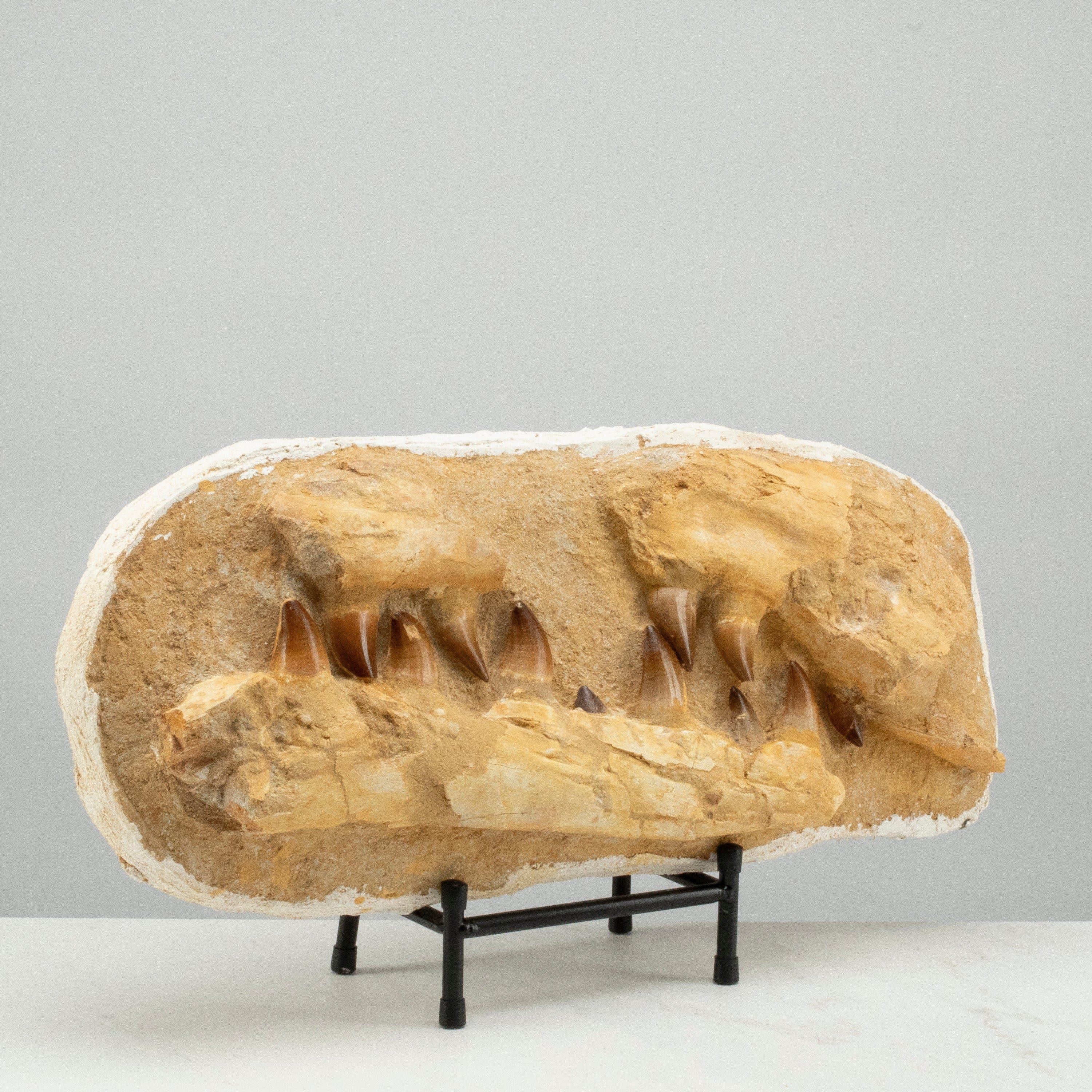 Kalifano Mosasaurus Fossils Mosasaurus Jaw and Teeth Fossil in Matrix - 19in. MOST7200.001
