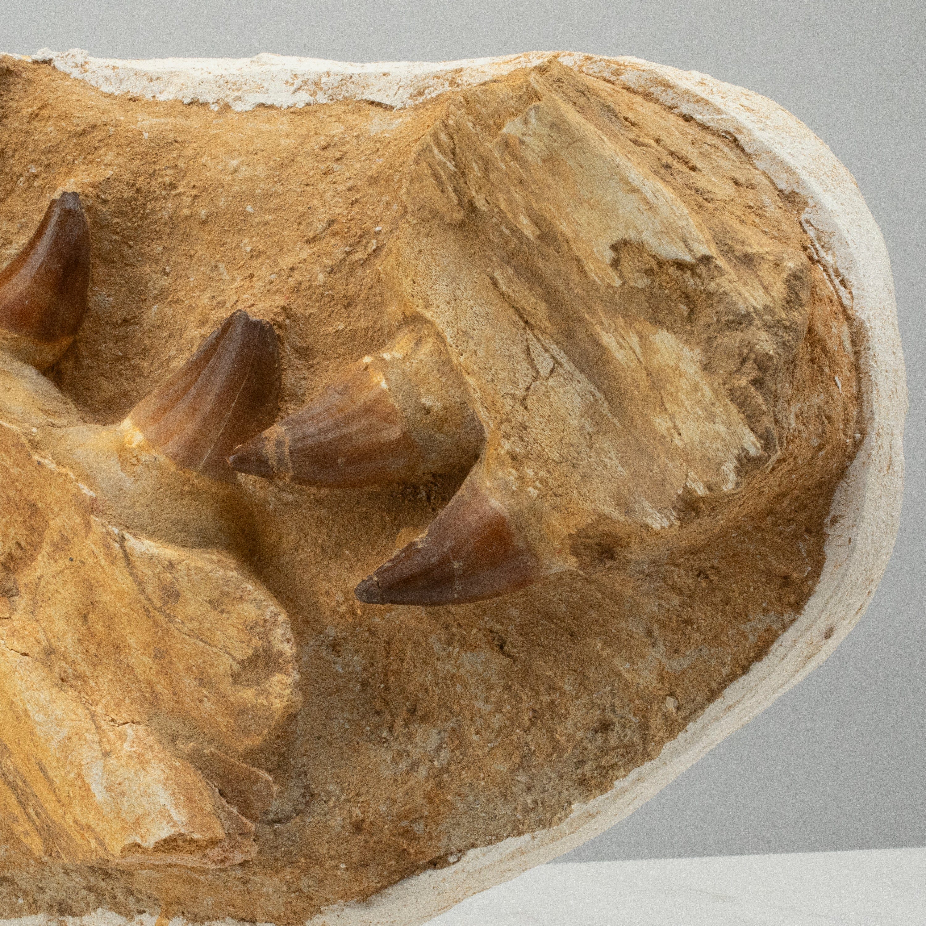 Kalifano Mosasaurus Fossils Mosasaurus Jaw and Teeth Fossil in Matrix - 21in. MOST7000.002