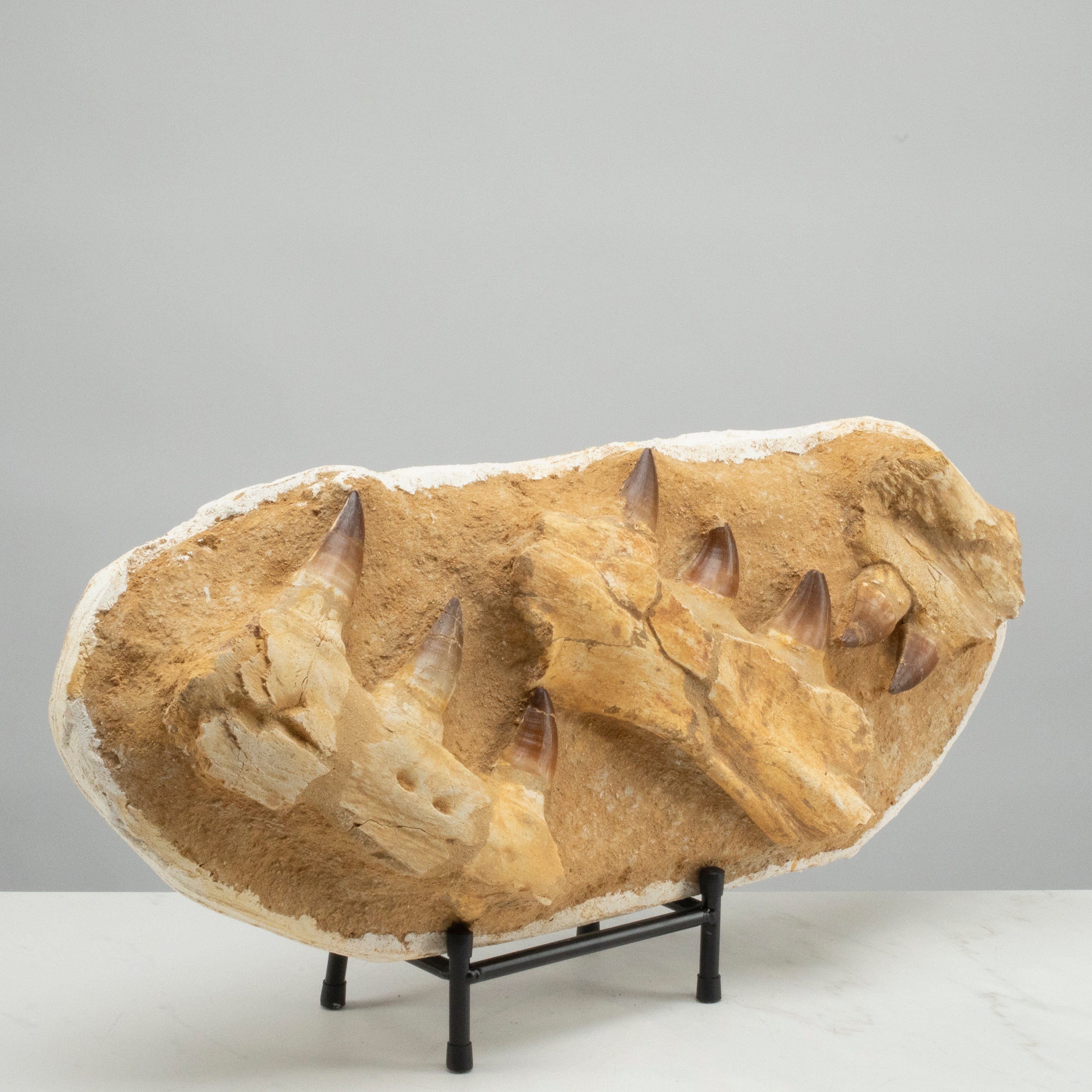 Kalifano Mosasaurus Fossils Mosasaurus Jaw and Teeth Fossil in Matrix - 21in. MOST7000.002