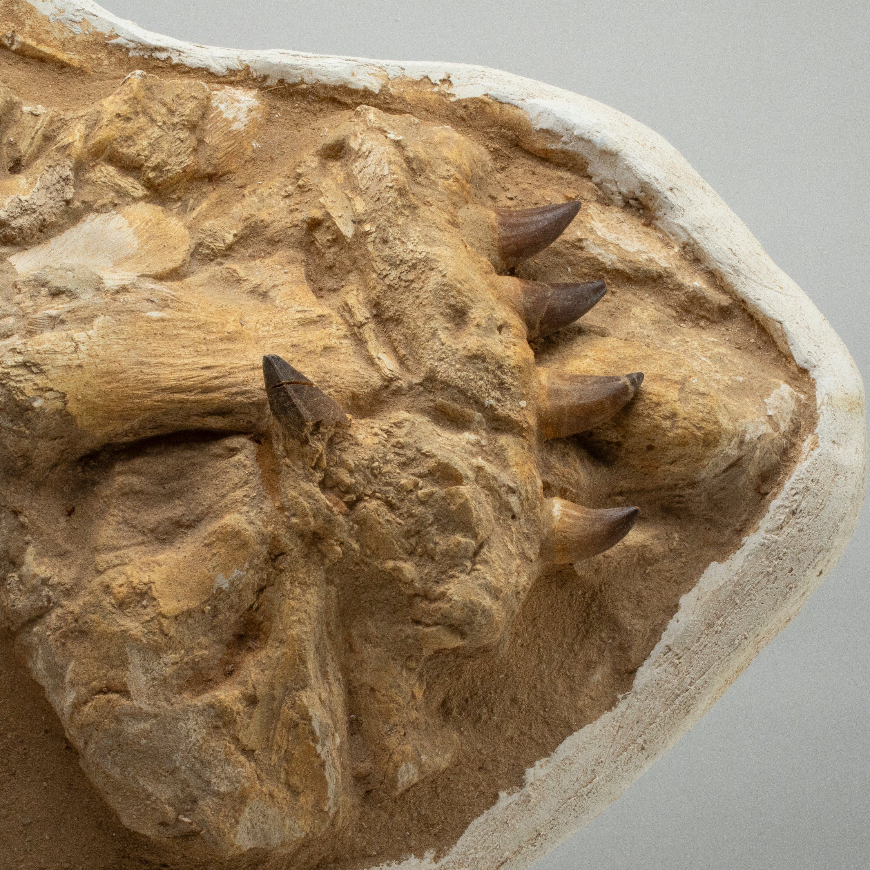 Kalifano Mosasaurus Fossils Mosasaurus Jaw and Teeth Fossil in Matrix - 26in. MOST9000.001