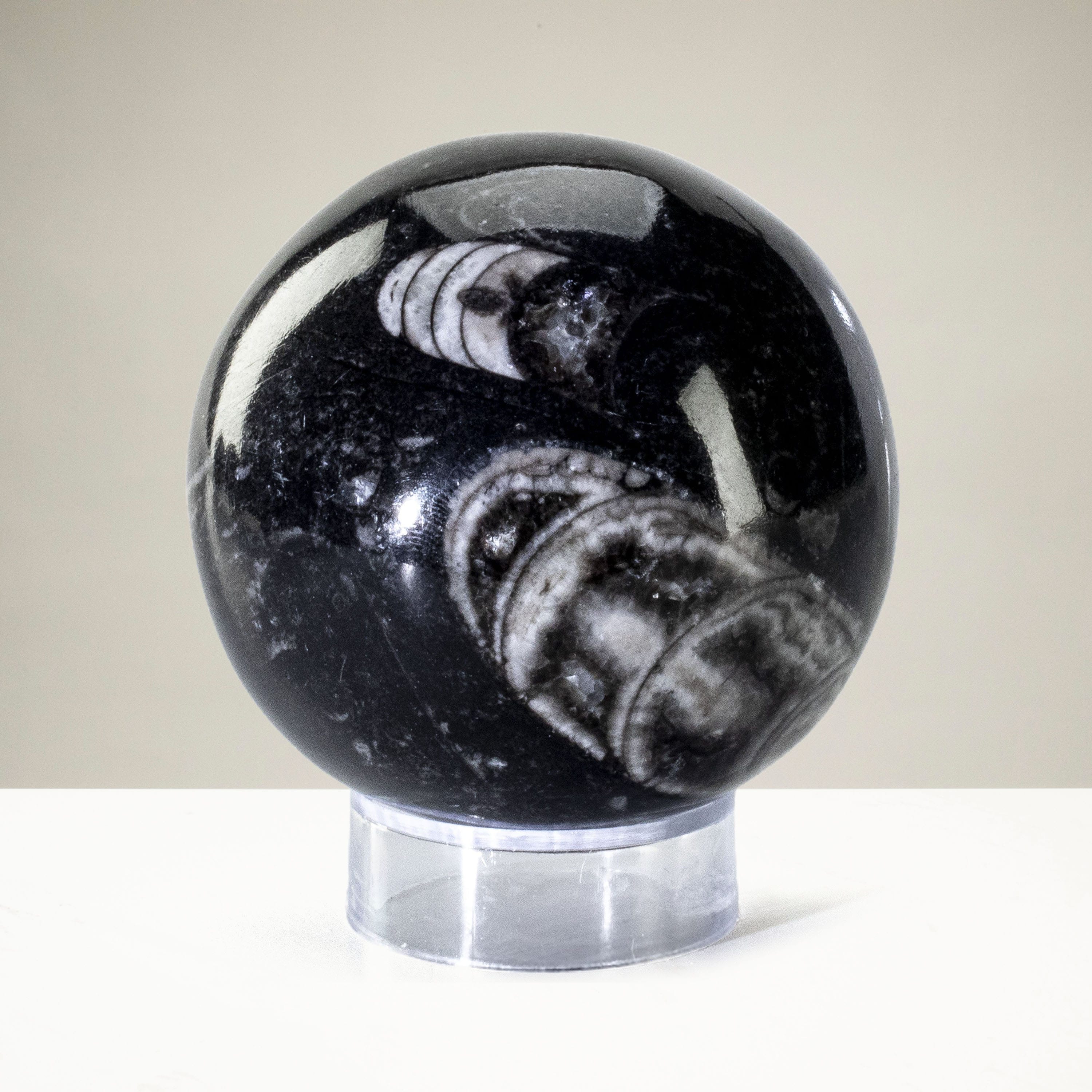 Kalifano Orthoceras Orthoceras Sphere Carving from Morocco OR60-SP
