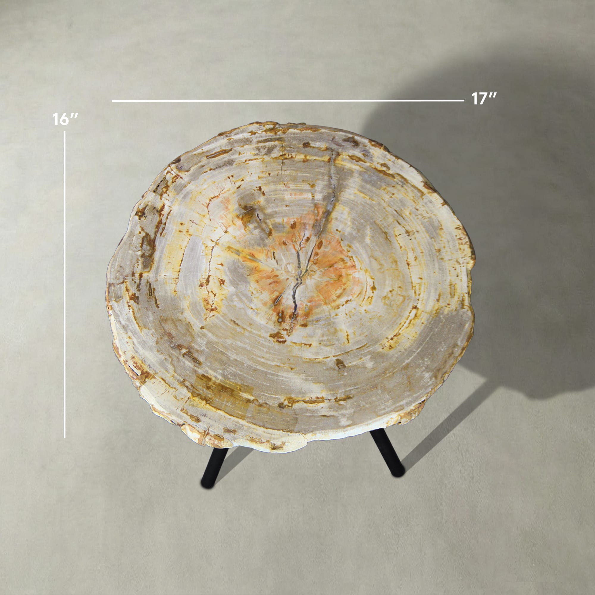 Kalifano Petrified Wood Natural Petrified Wood Round Slab Coffee Table from Indonesia - 17" / 22 lbs PWT1300.003