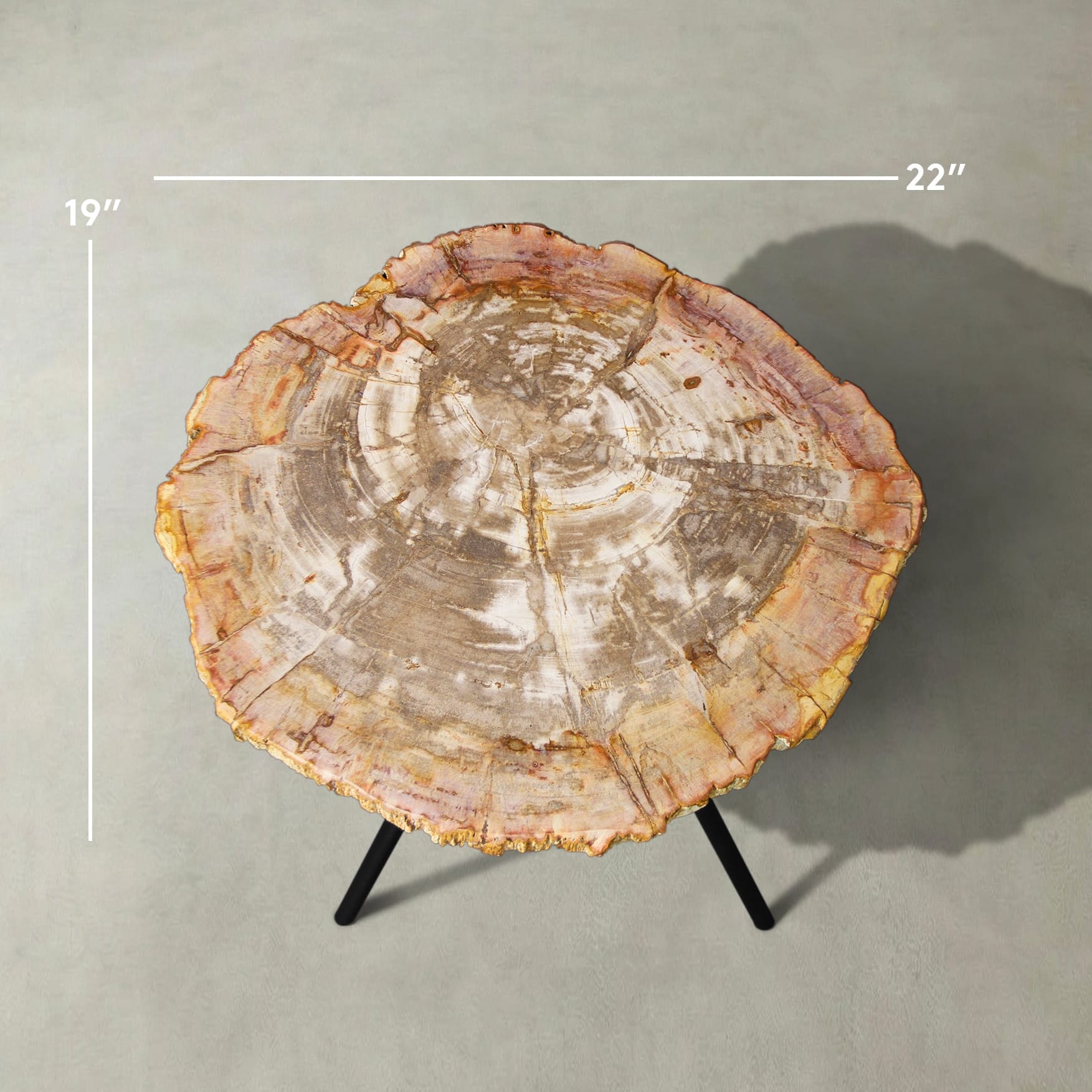 Kalifano Petrified Wood Natural Petrified Wood Round Slab Coffee Table from Indonesia - 22" / 33 lbs PWT1700.003