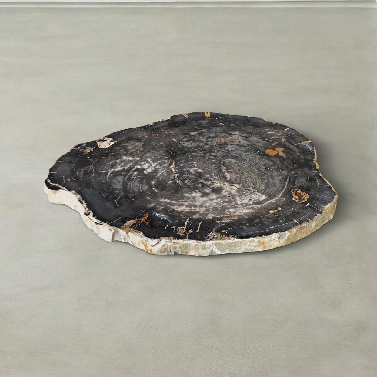 Kalifano Petrified Wood Natural Petrified Wood Round Slab Coffee Table from Indonesia - 34" / 144 lbs PWT5700.002