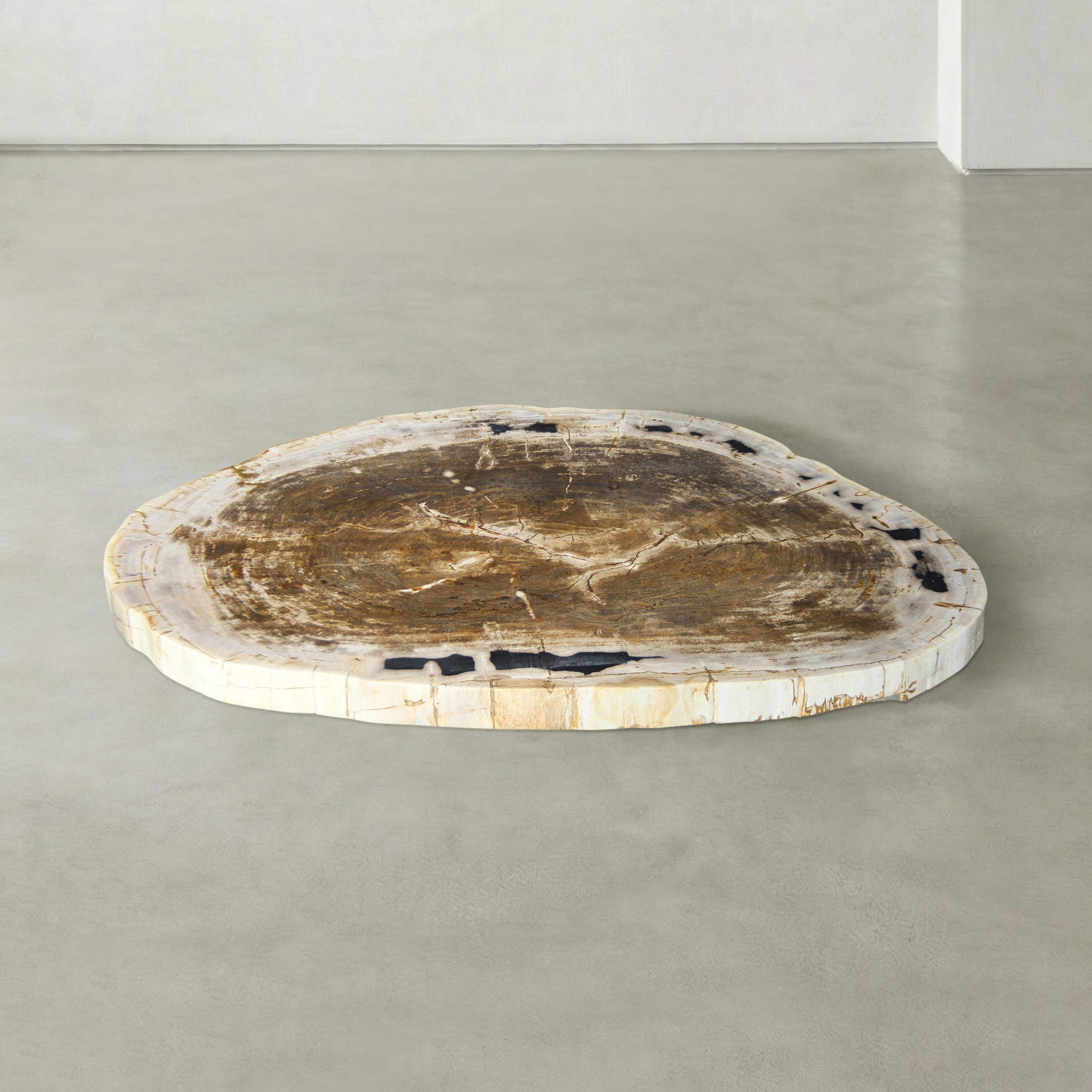 Kalifano Petrified Wood Natural Petrified Wood Round Slab Coffee Table from Indonesia - 41" / 168 lbs PWT6600.005