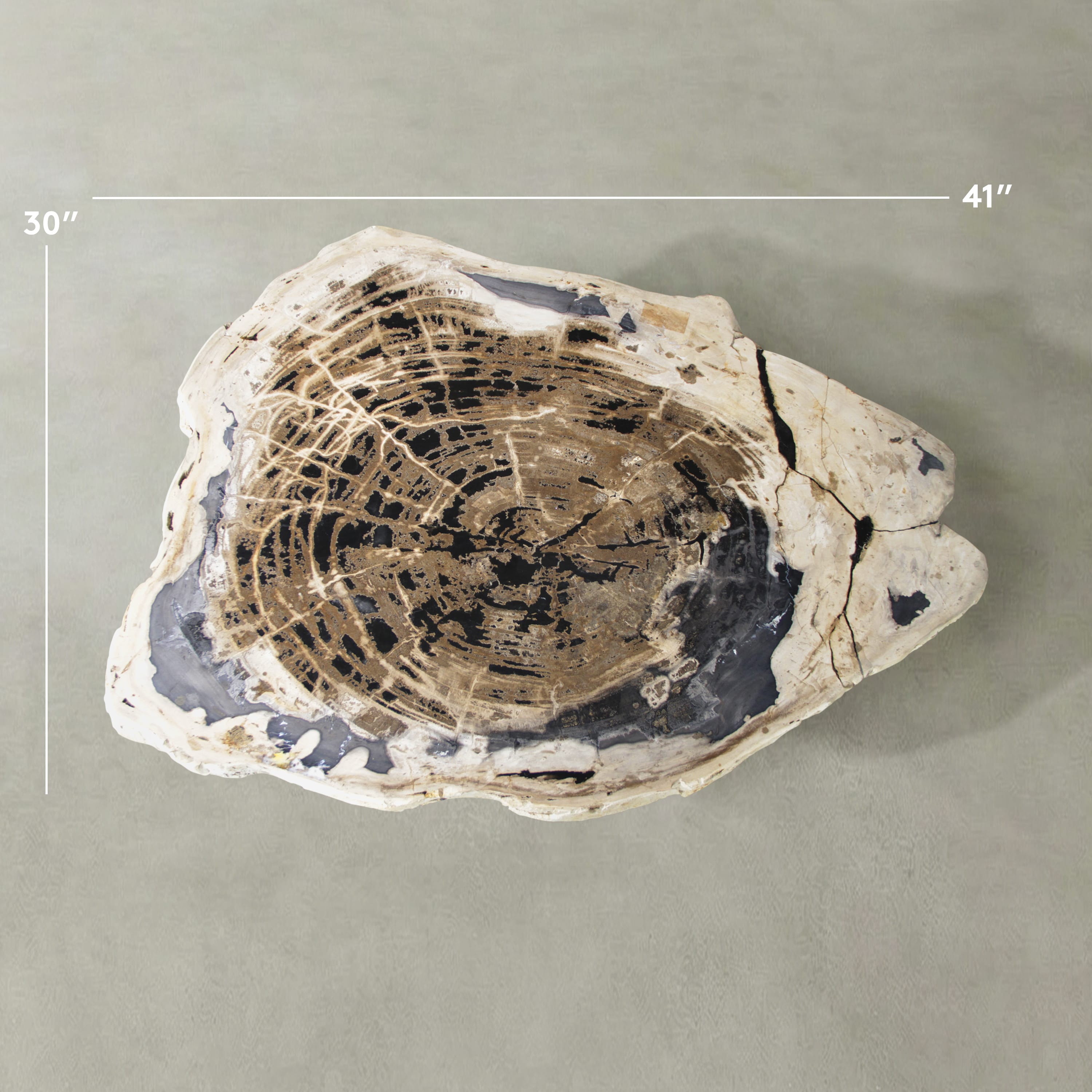 Kalifano Petrified Wood Natural Petrified Wood Round Slab Coffee Table from Indonesia - 41" / 208 lbs PWT8100.002