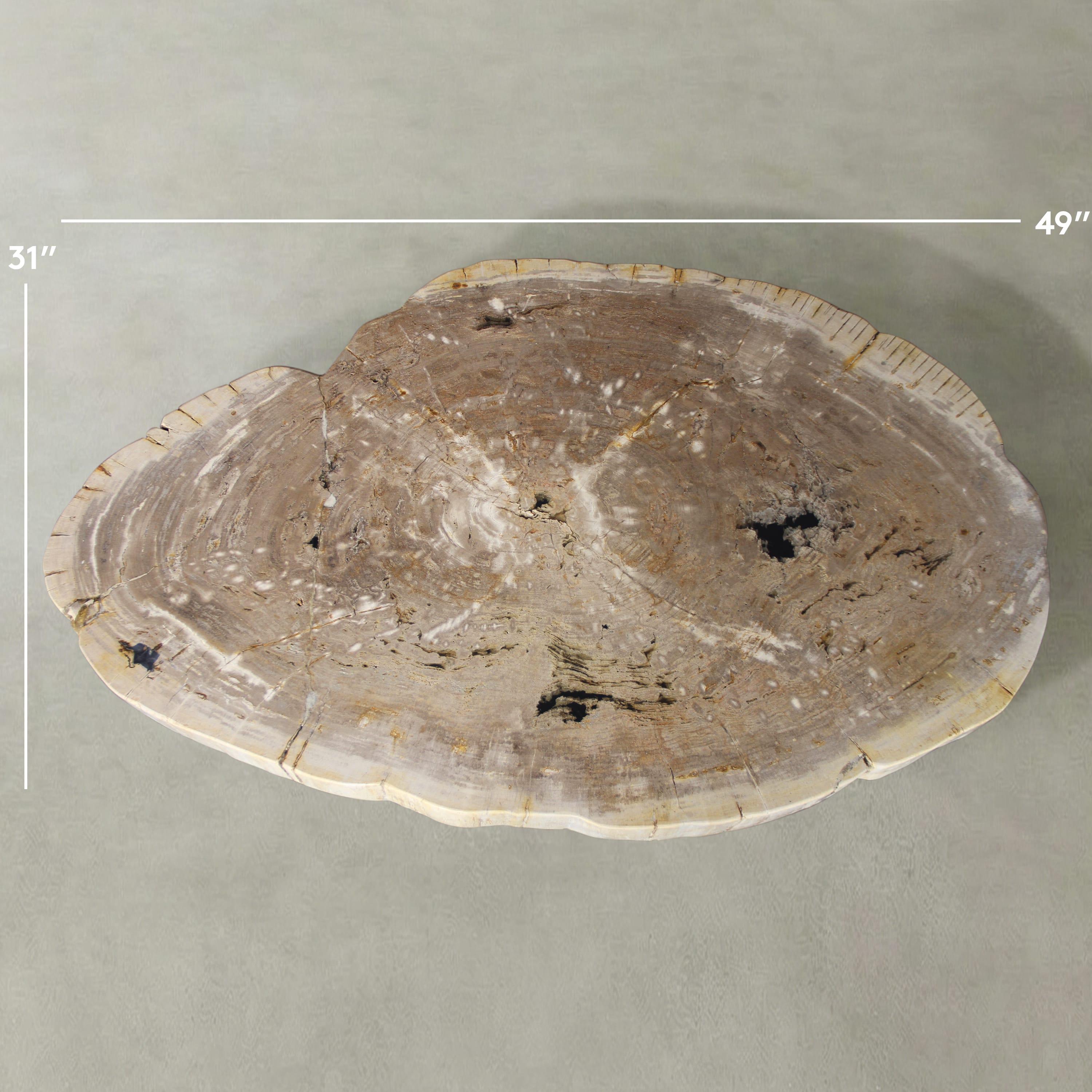 Kalifano Petrified Wood Natural Petrified Wood Round Slab Coffee Table from Indonesia - 49" / 278 lbs PWT10600.003