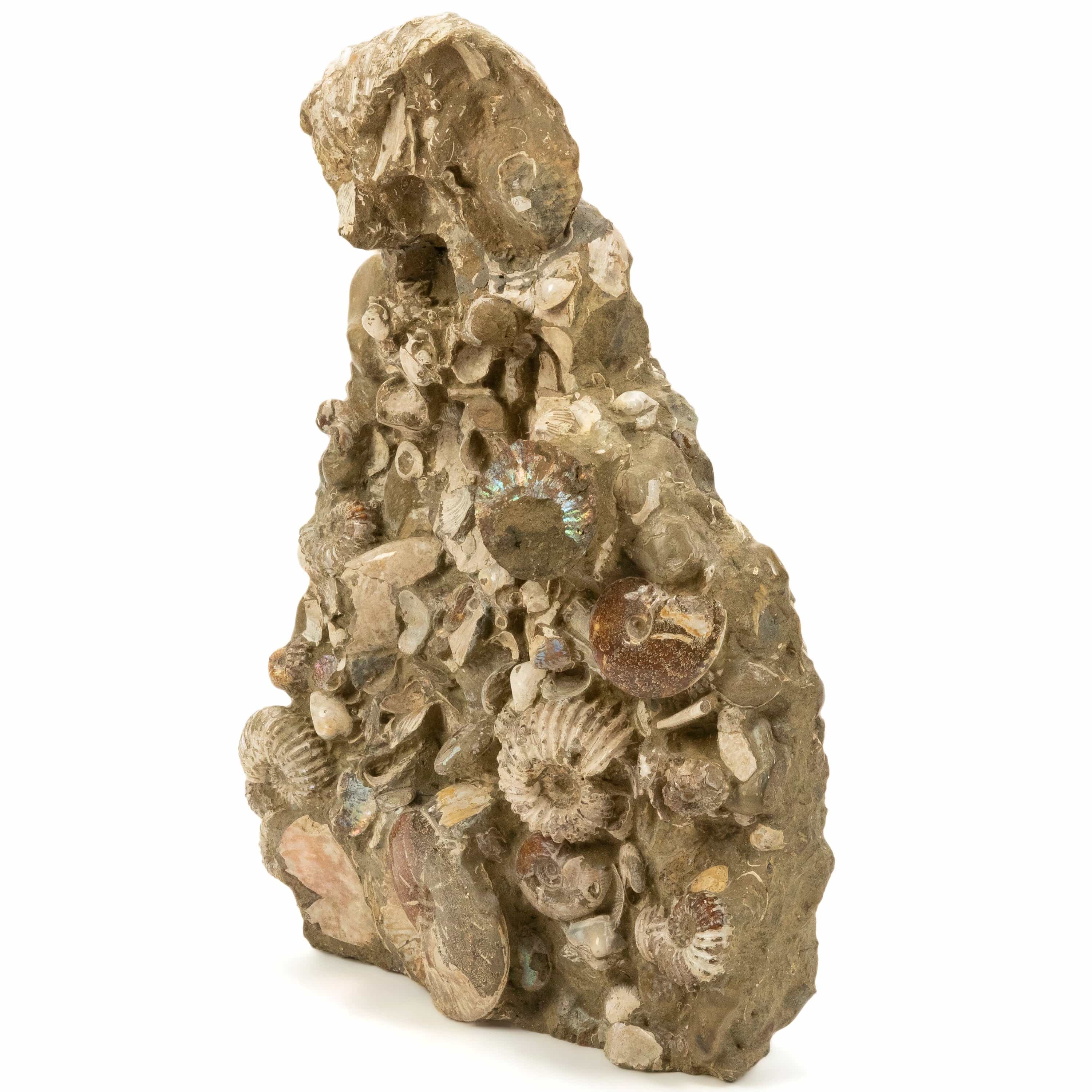 Kalifano Ammonites Natural Ammonite Colony in Matrix from Madagascar - 25" / 108 lbs AMM30000.001