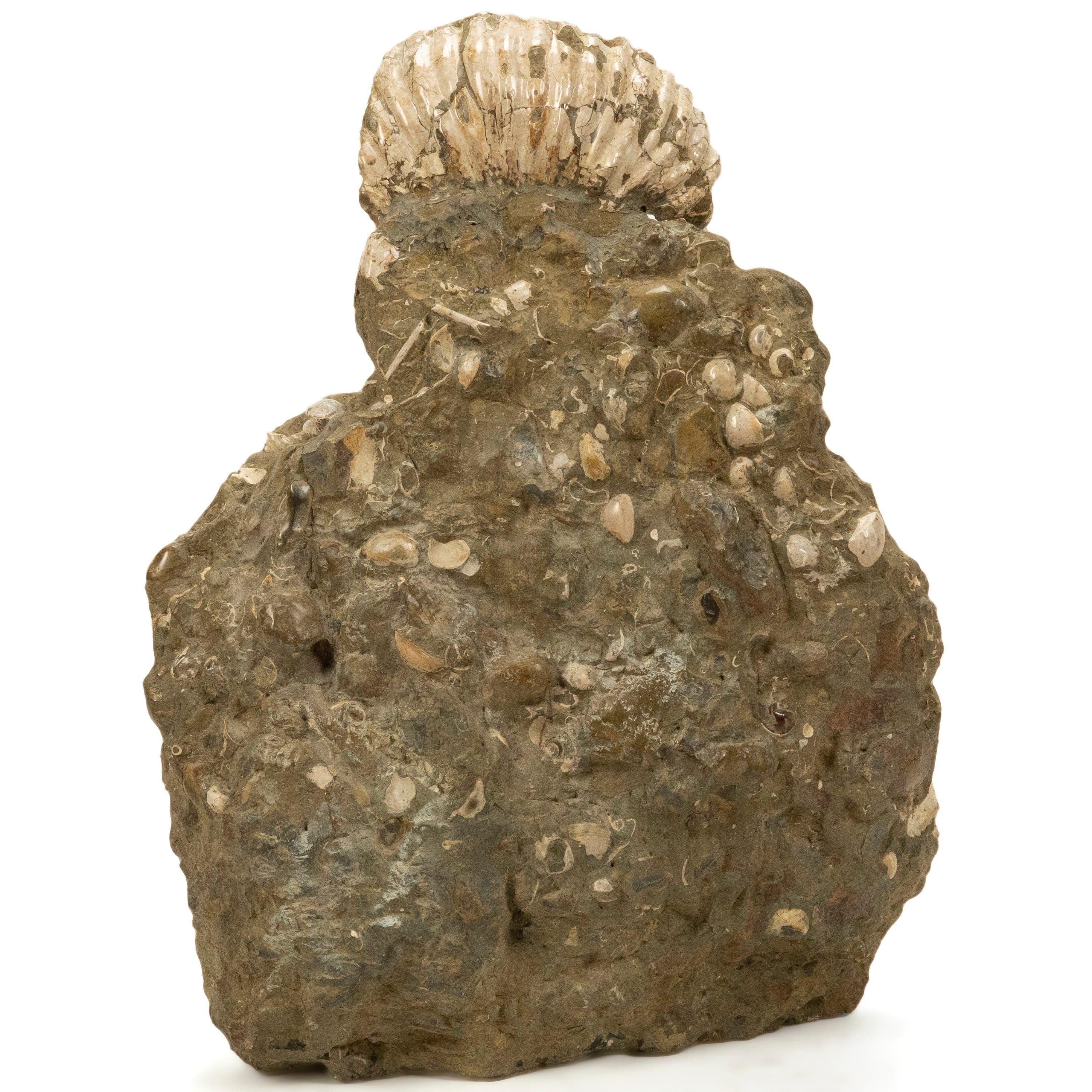 Kalifano Ammonites Natural Ammonite Colony in Matrix from Madagascar - 25" / 108 lbs AMM30000.001