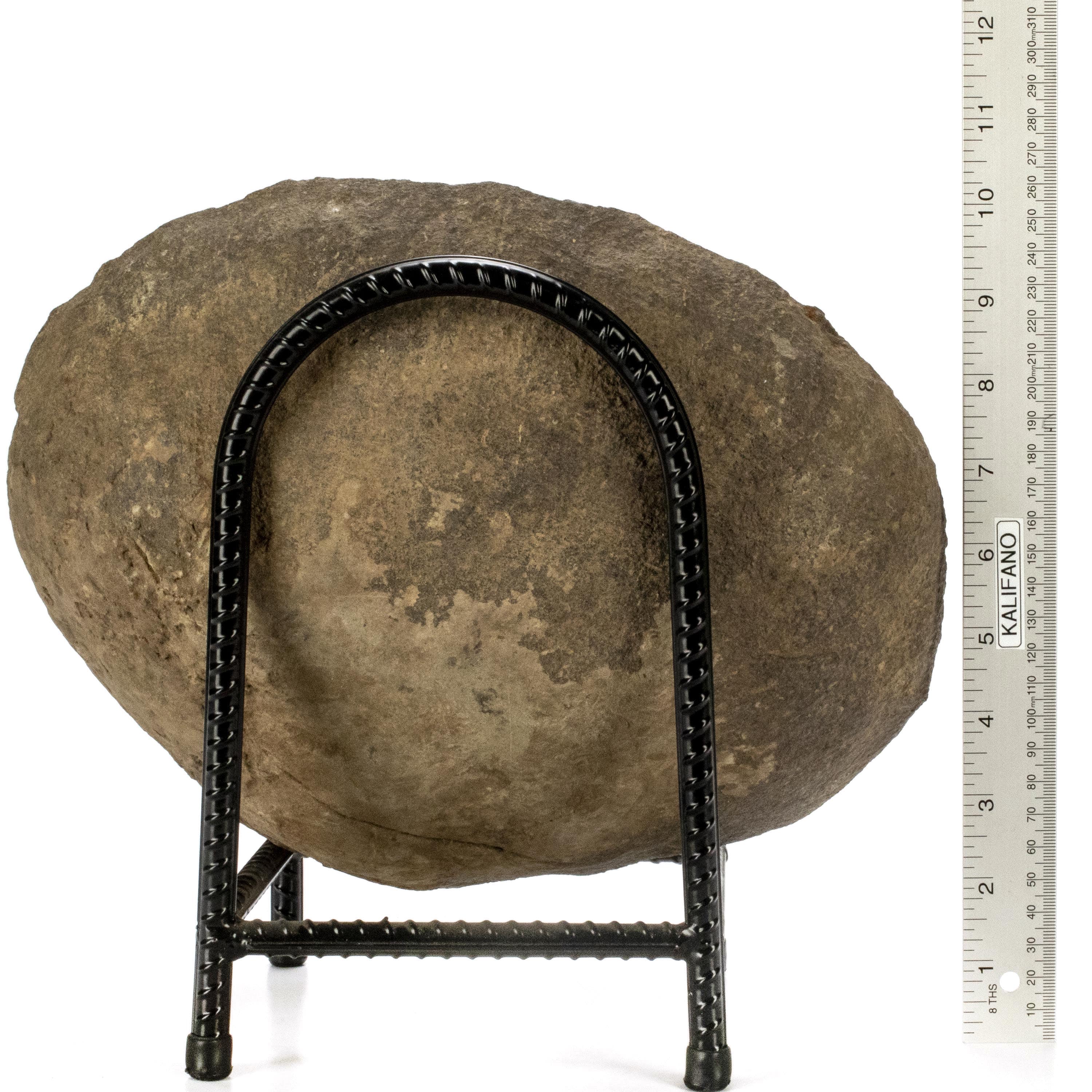Kalifano Ammonites & Orthoceras Madagascar Ammonite in False Matrix - 12" AMG6900.001