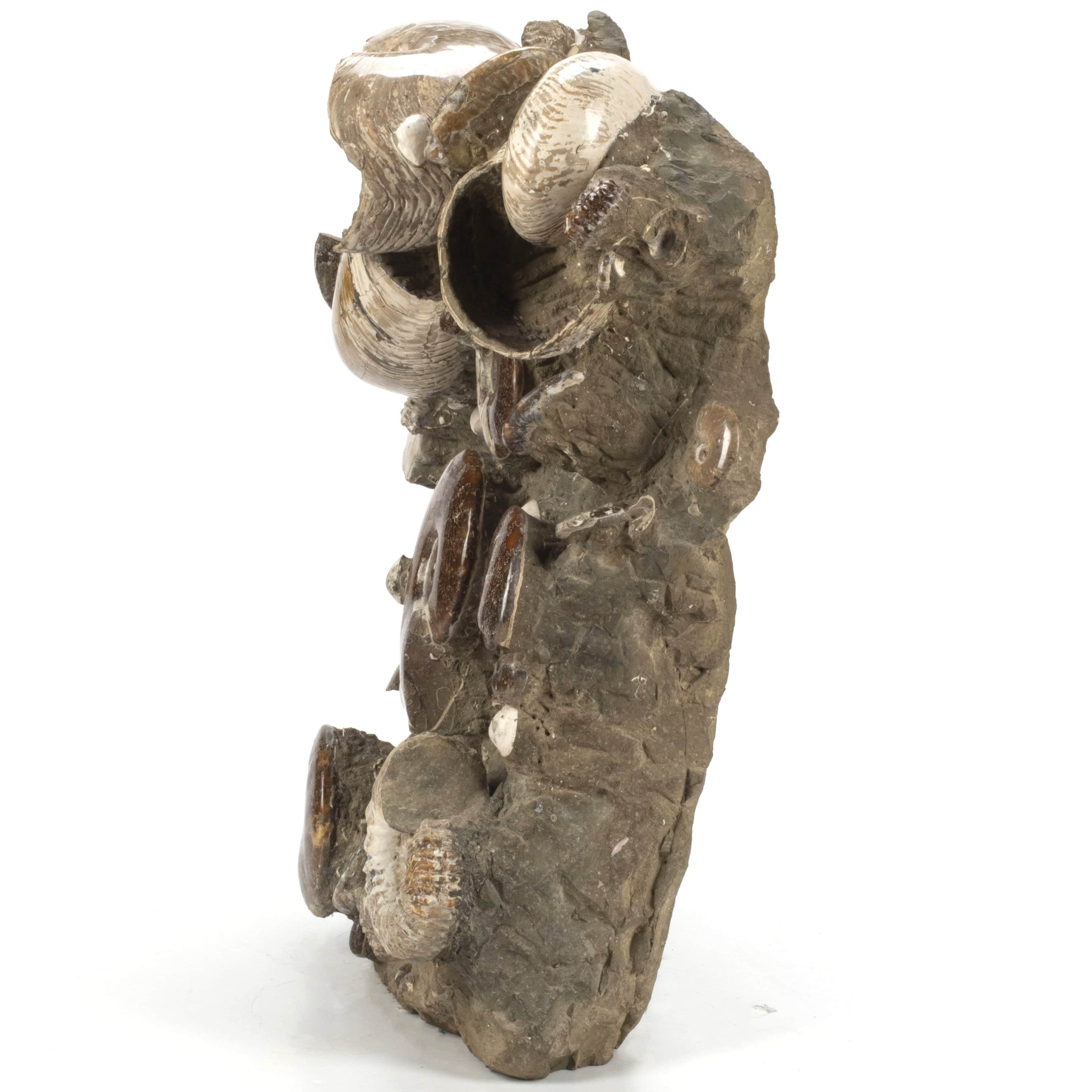 Kalifano Ammonites & Orthoceras Natural Ammonite Grouping from Madagascar - 27” / 189 lb AMM36000.001