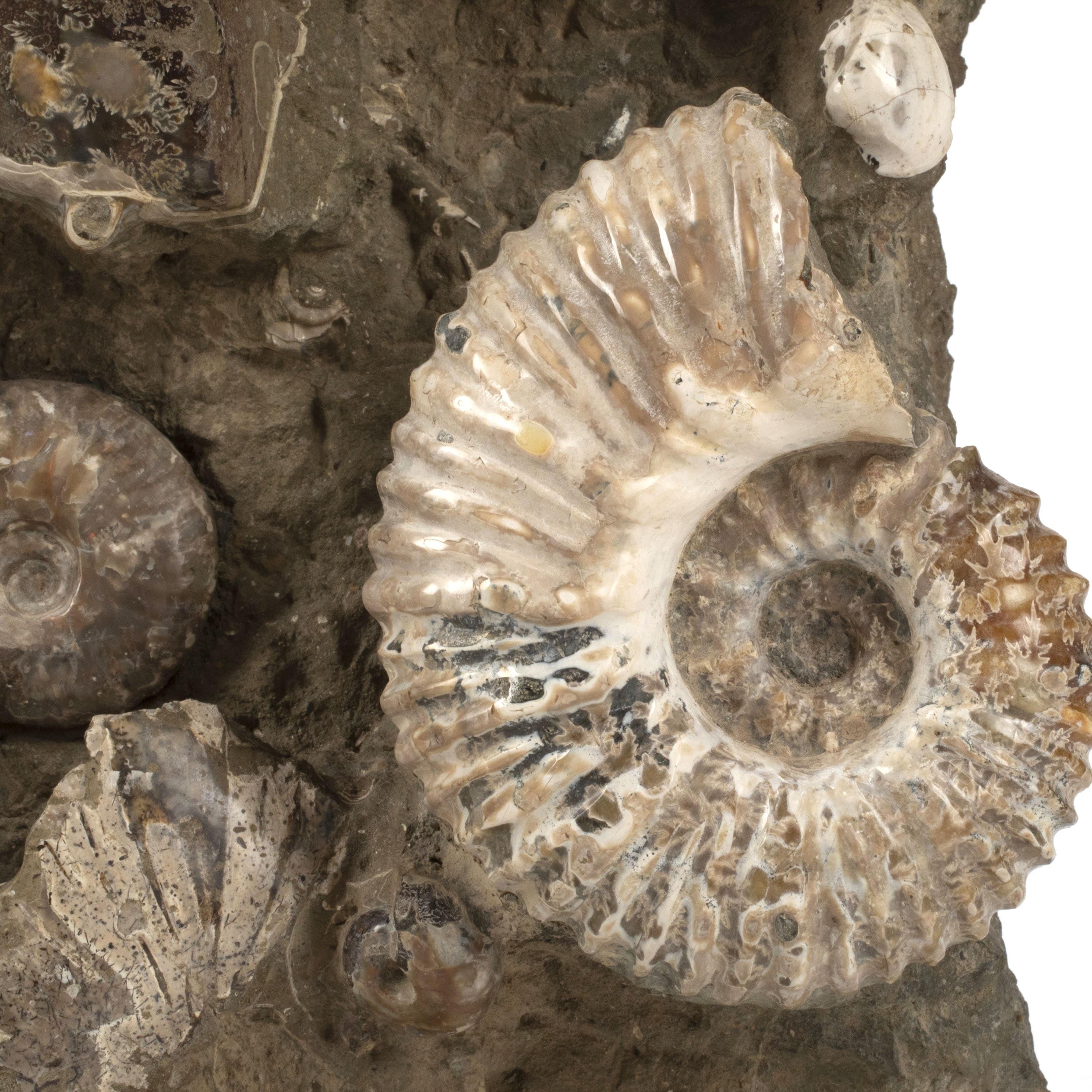 Kalifano Ammonites & Orthoceras Natural Ammonite Grouping from Madagascar - 27” / 189 lb AMM36000.001