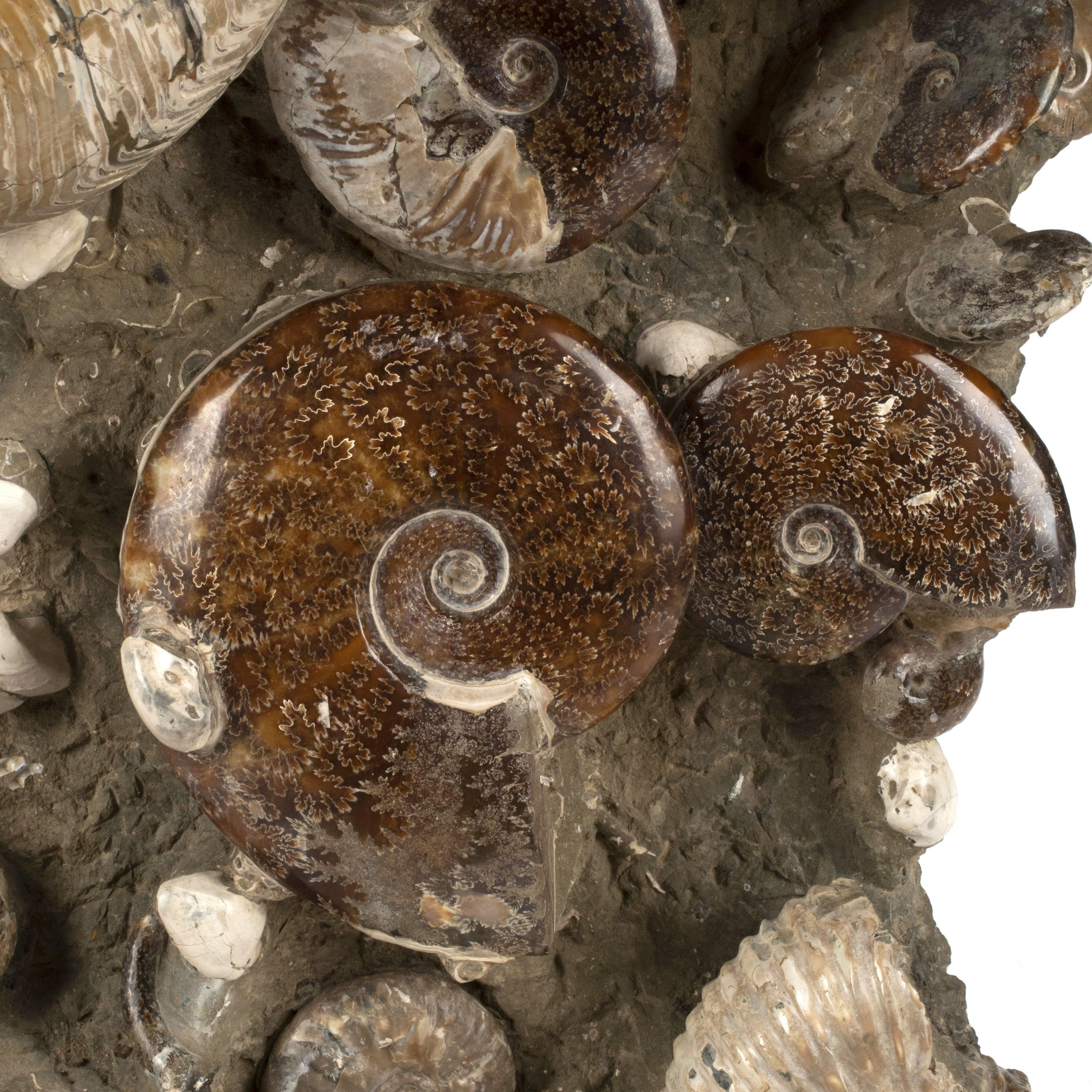 Kalifano Ammonites & Orthoceras Natural Ammonite Grouping from Madagascar - 27” / 189 lb AMM36000.001