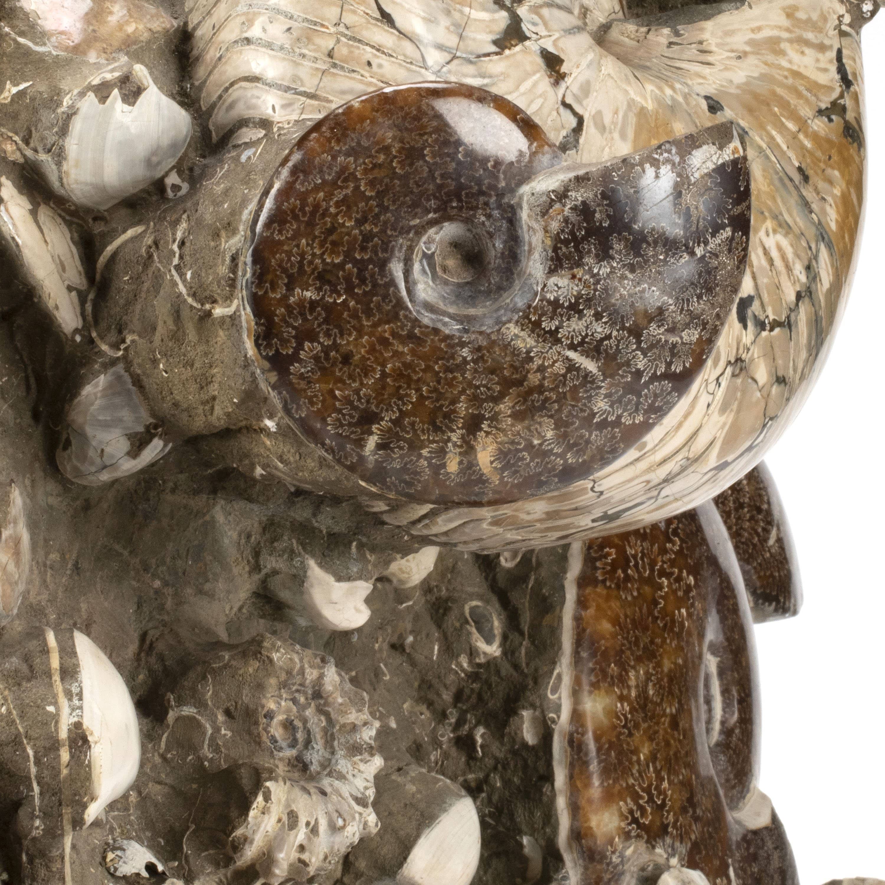 Kalifano Ammonites & Orthoceras Natural Ammonite Grouping from Madagascar - 27” / 189 lb AMM36000.001