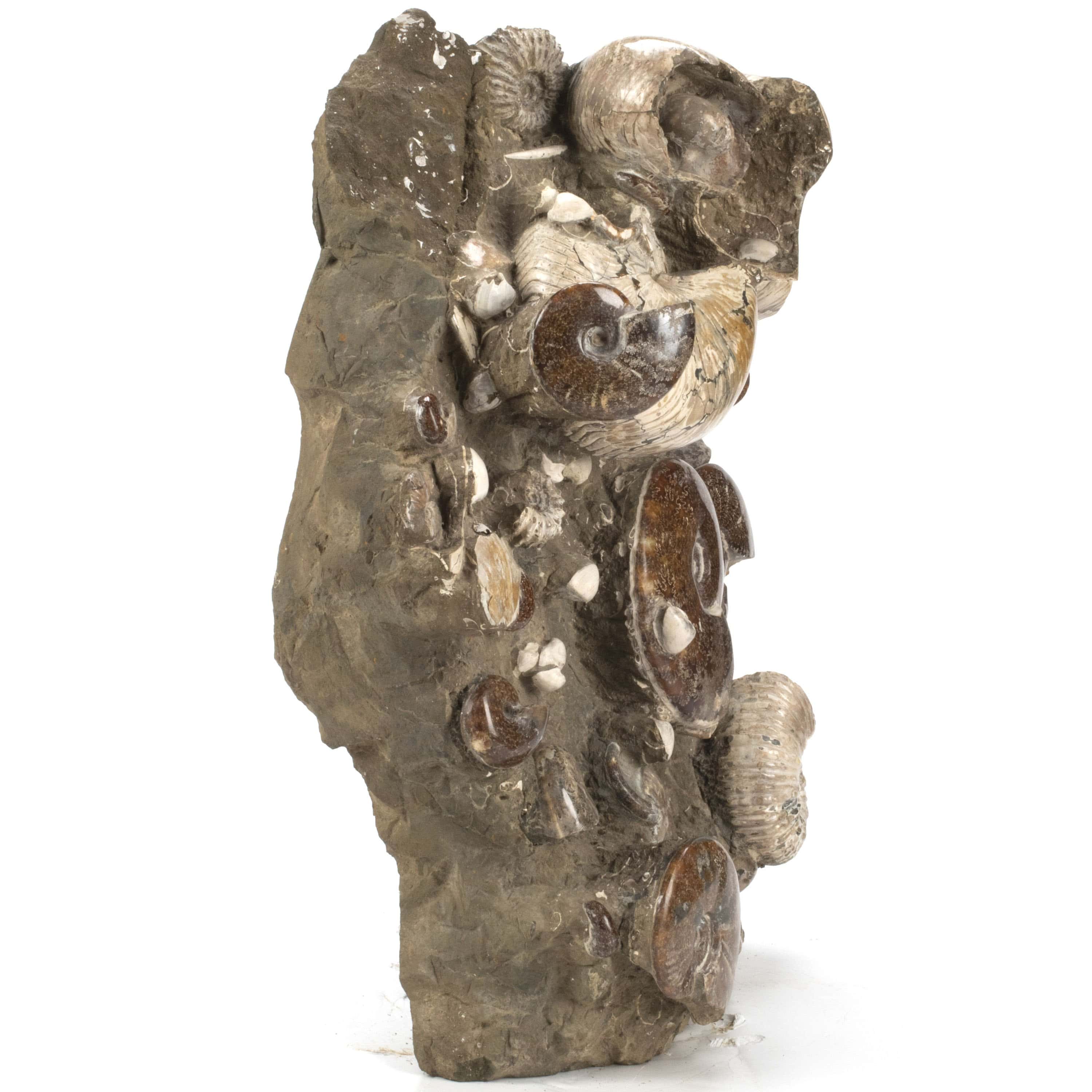 Kalifano Ammonites & Orthoceras Natural Ammonite Grouping from Madagascar - 27” / 189 lb AMM36000.001