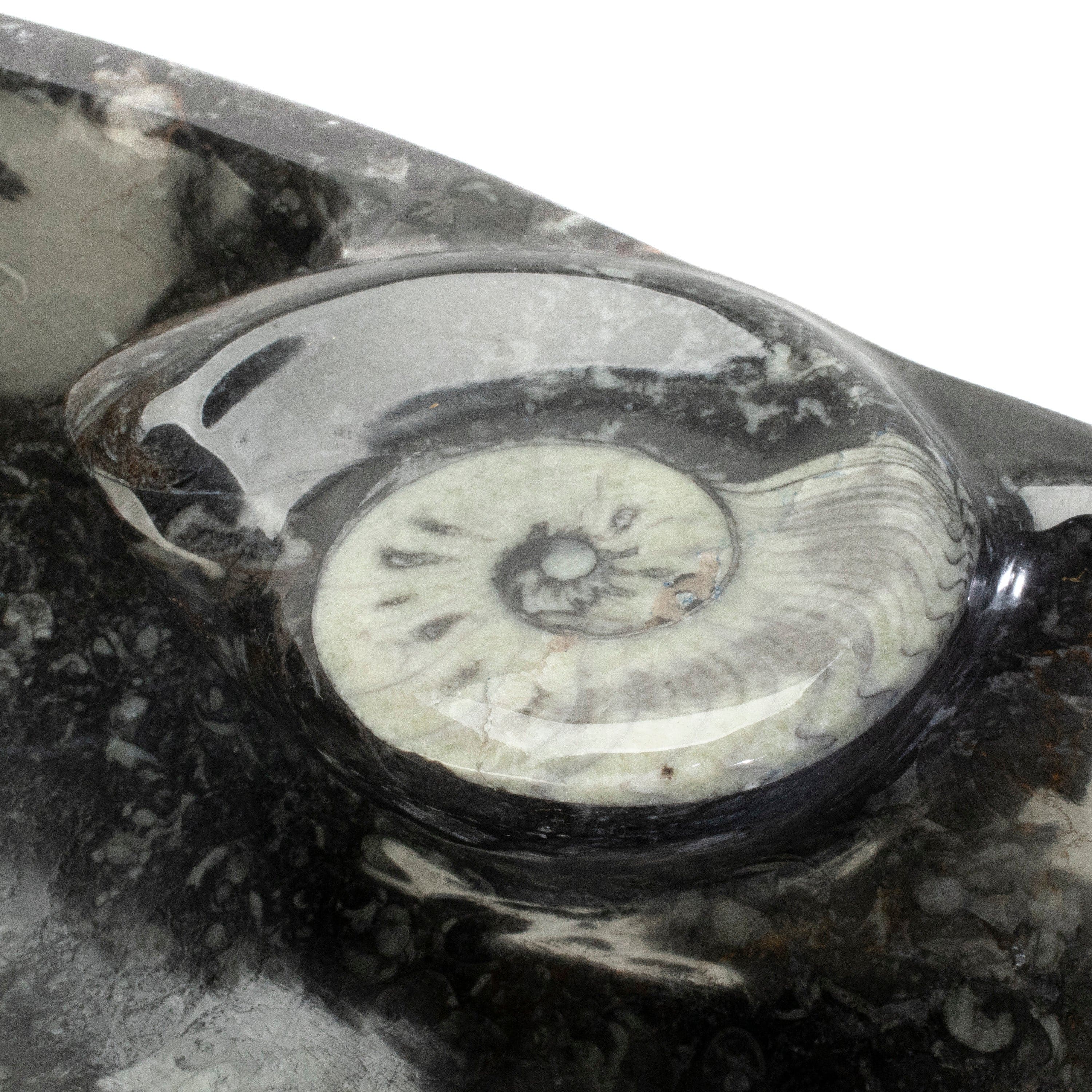 KALIFANO Ammonites & Orthoceras Orthoceras Fossil Sink Bowl ORBOWL3600.002