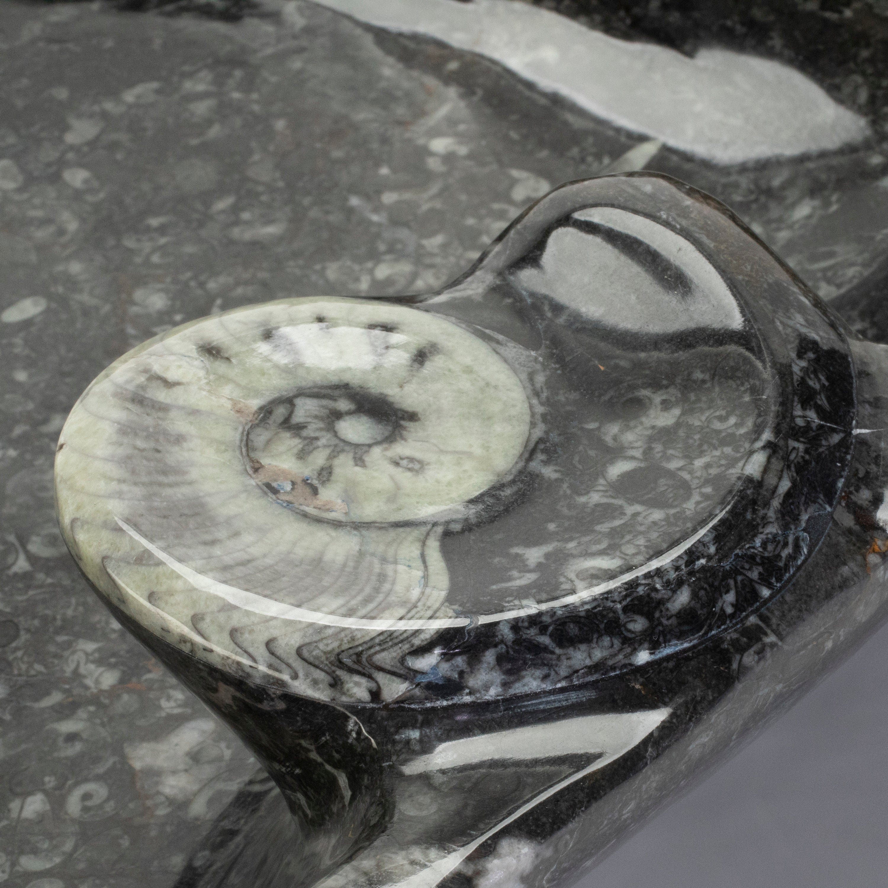 KALIFANO Ammonites & Orthoceras Orthoceras Fossil Sink Bowl ORBOWL3600.002