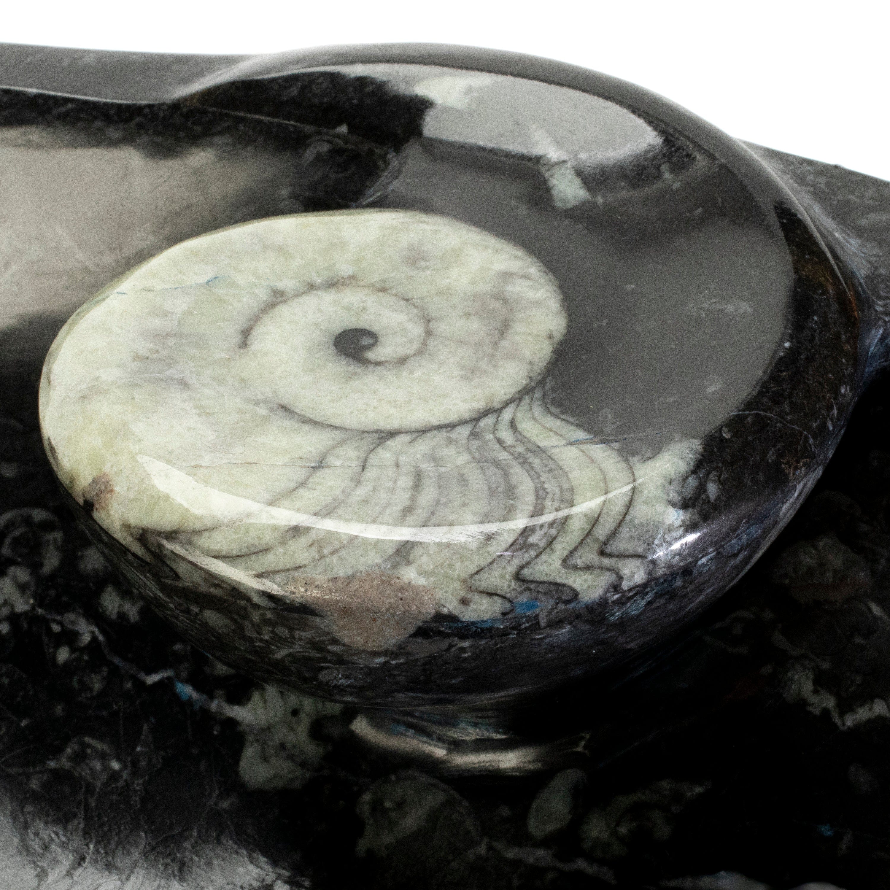 KALIFANO Ammonites & Orthoceras Orthoceras Fossil Sink Bowl ORBOWL3600.003
