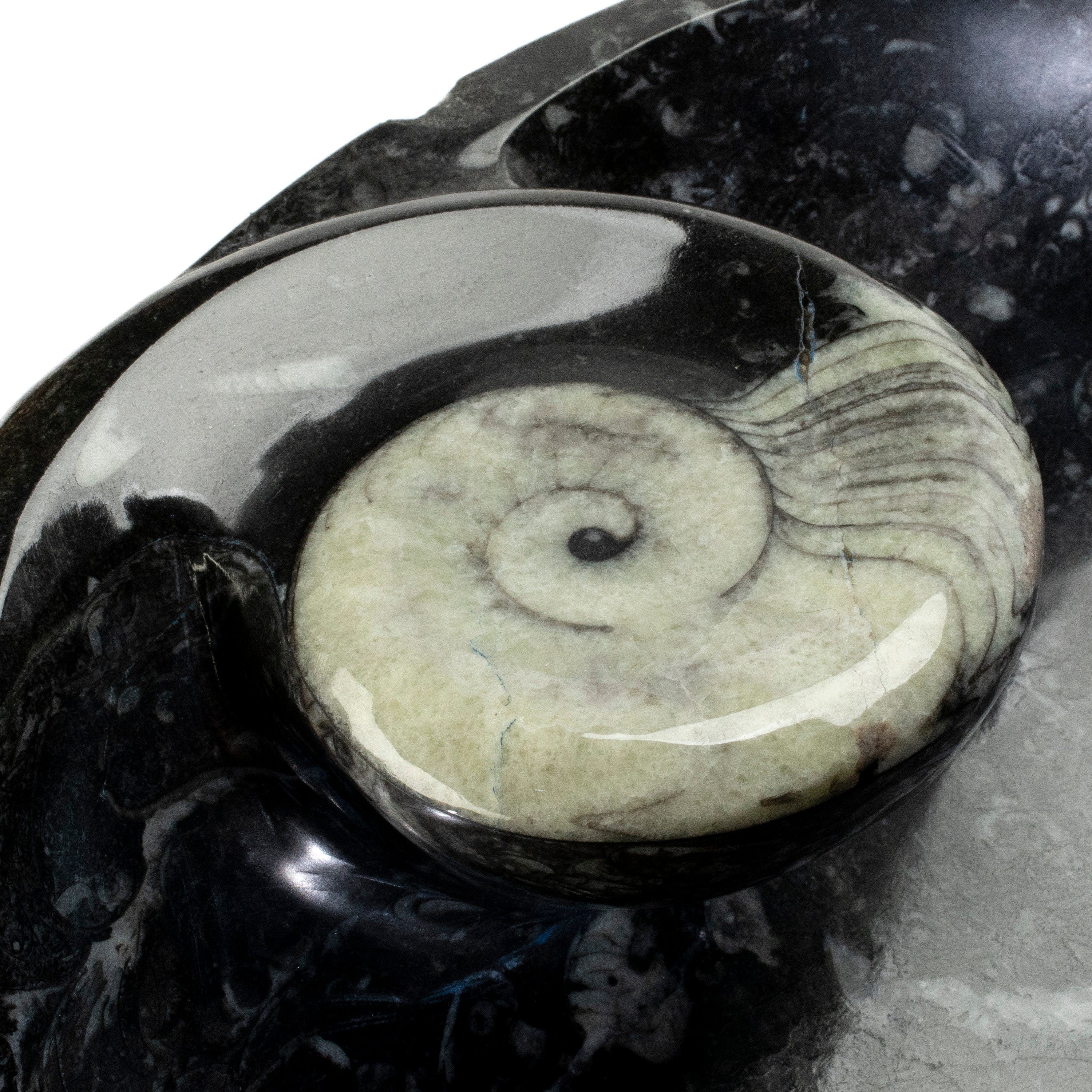 KALIFANO Ammonites & Orthoceras Orthoceras Fossil Sink Bowl ORBOWL3600.003
