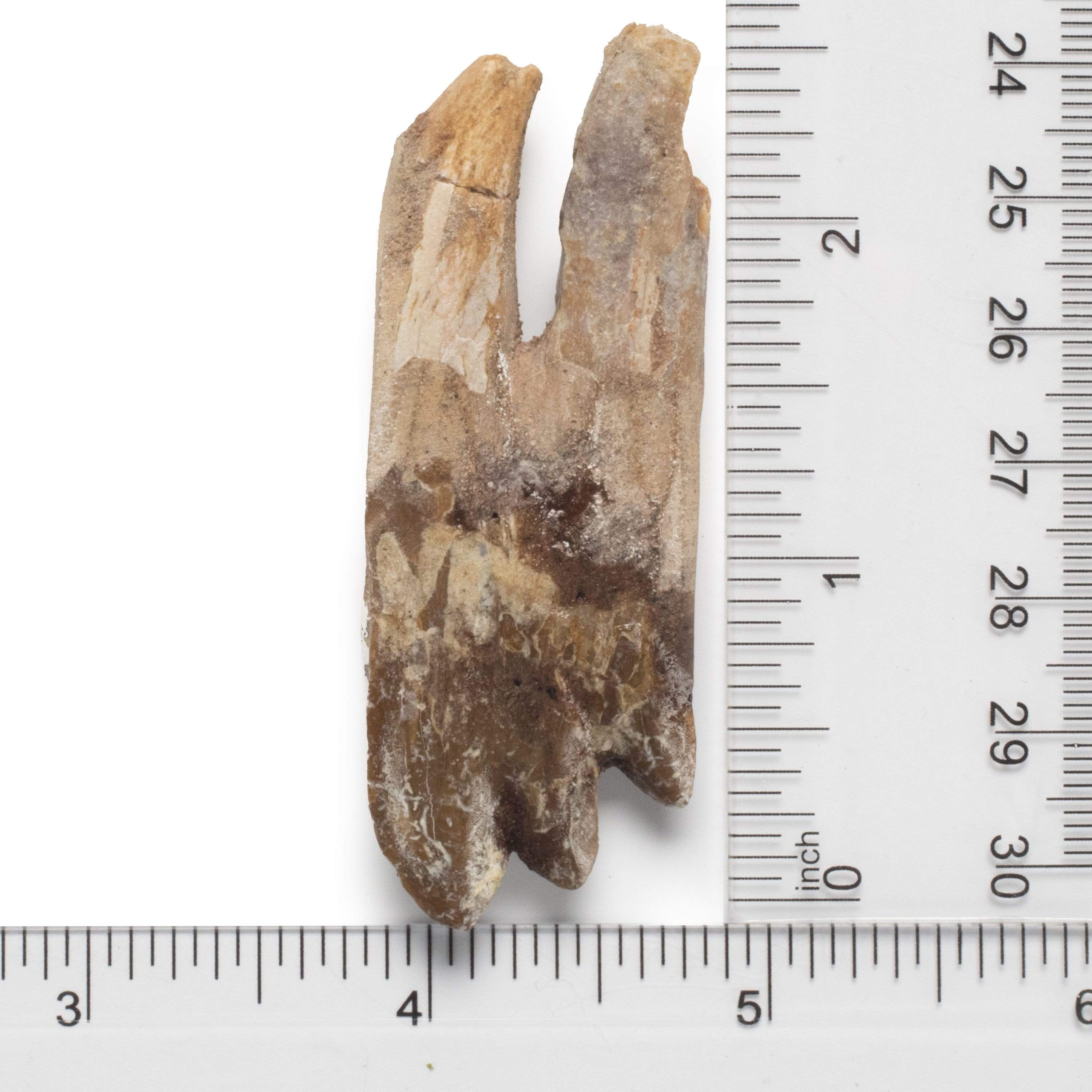 Kalifano Basilosaurus Teeth Natural Prehistoric Basilosaurus Whale Tooth from Morocco - 2.7 in BST700.002