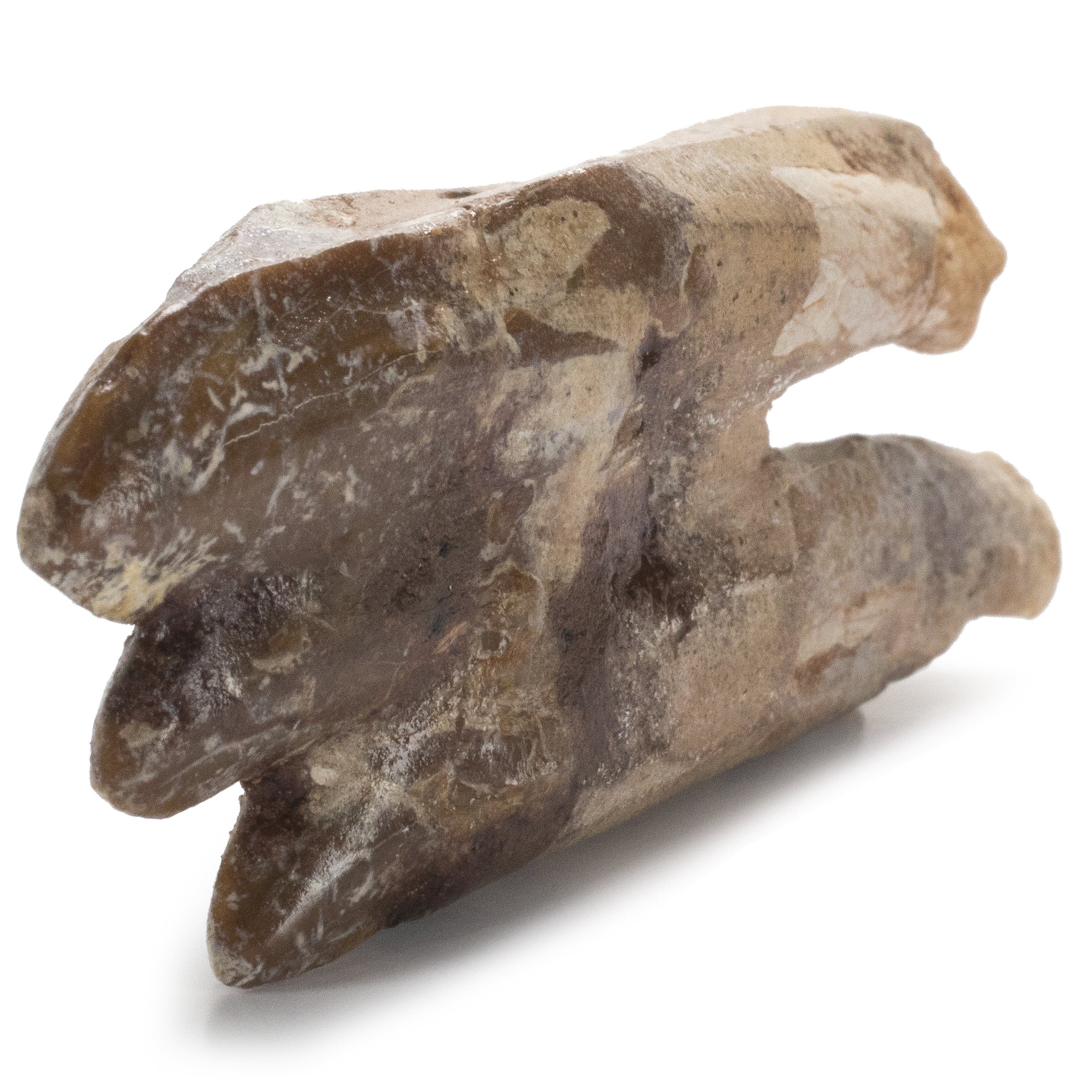 Kalifano Basilosaurus Teeth Natural Prehistoric Basilosaurus Whale Tooth from Morocco - 2.7 in BST700.002