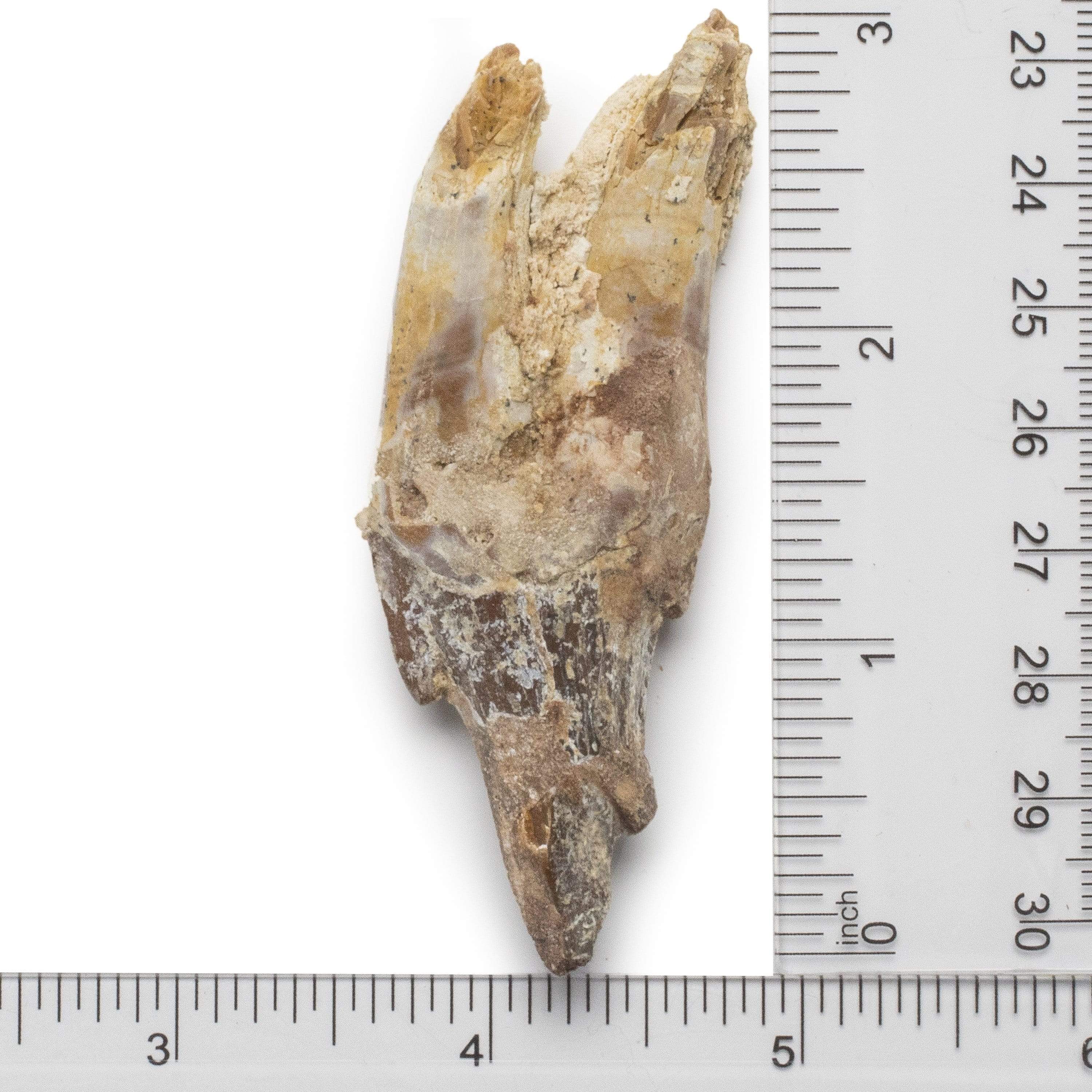 Kalifano Basilosaurus Teeth Natural Prehistoric Basilosaurus Whale Tooth from Morocco - 3 in BST700.003