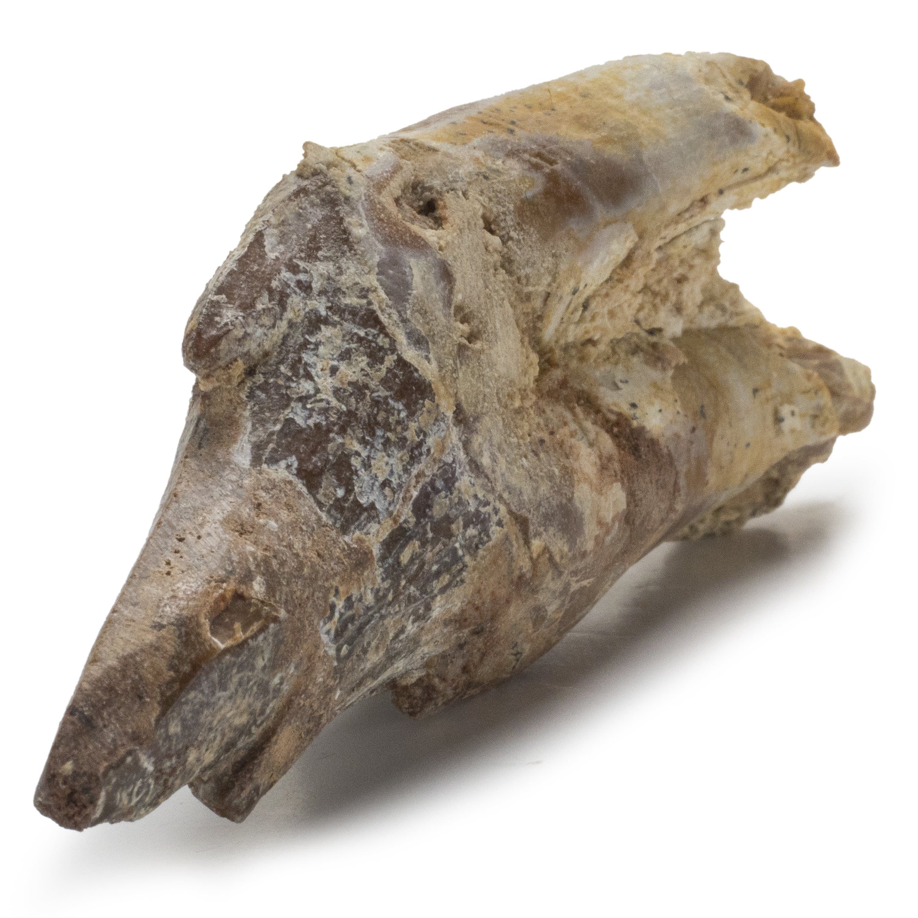 Kalifano Basilosaurus Teeth Natural Prehistoric Basilosaurus Whale Tooth from Morocco - 3 in BST700.003