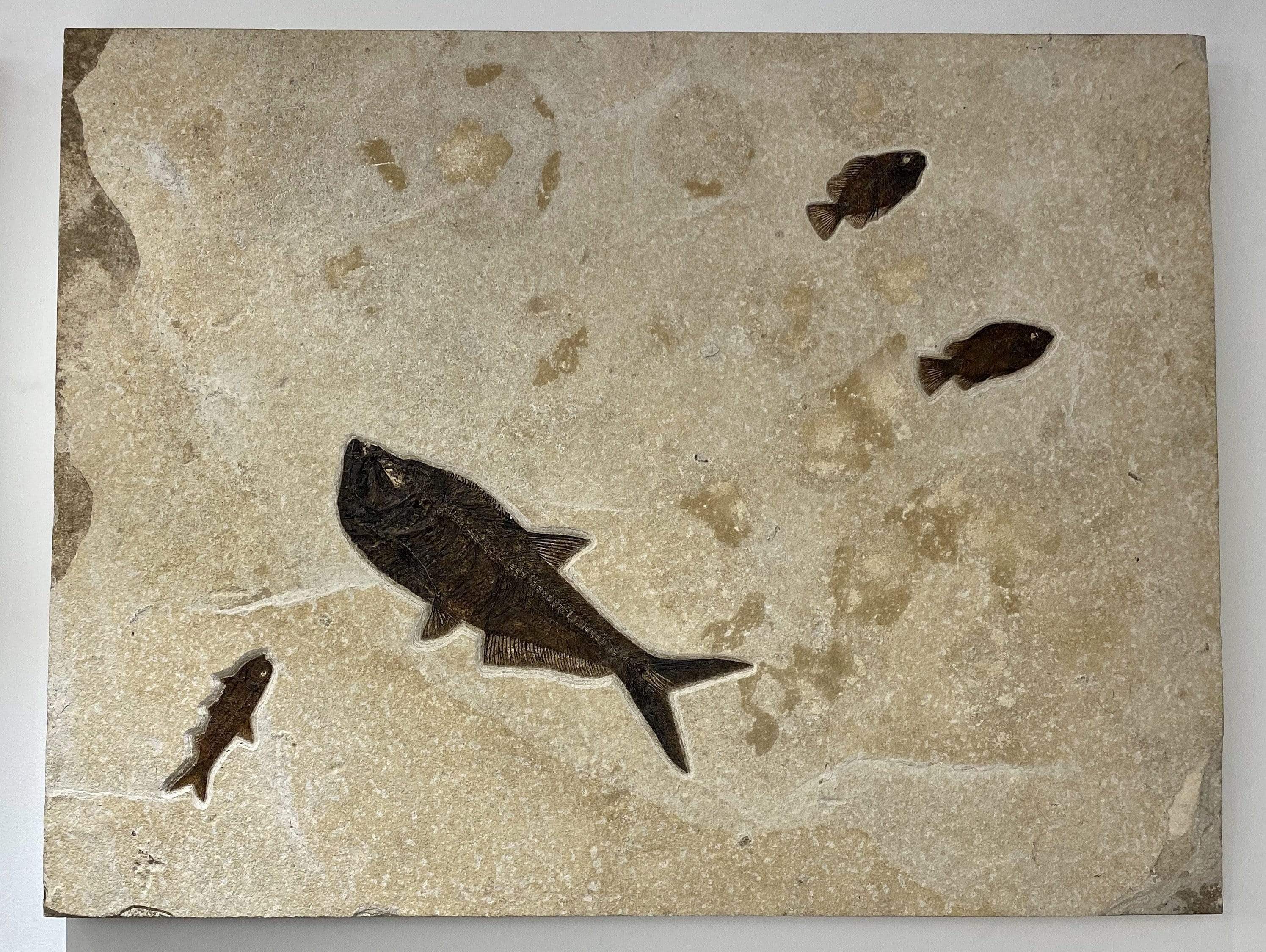 Kalifano Fish Fossils FF12000.010 - Orange Rust Fish Fossil - Wyoming125 lbs, 38" x 29" FF12000.010