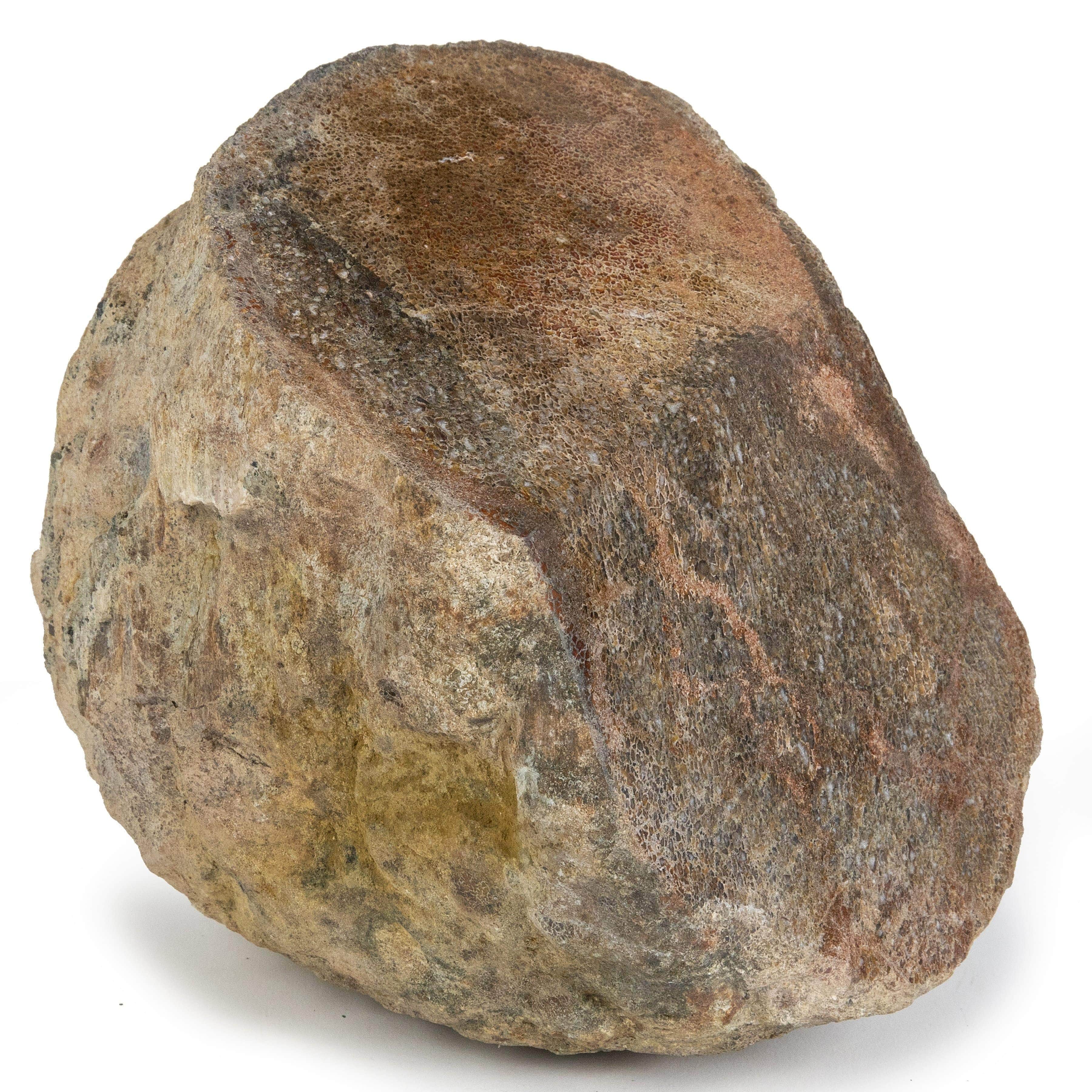 Kalifano Fossils & Minerals Apatosaurus Tibia End Bone Marrow Authentic Dinosaur Bone DB4800.001