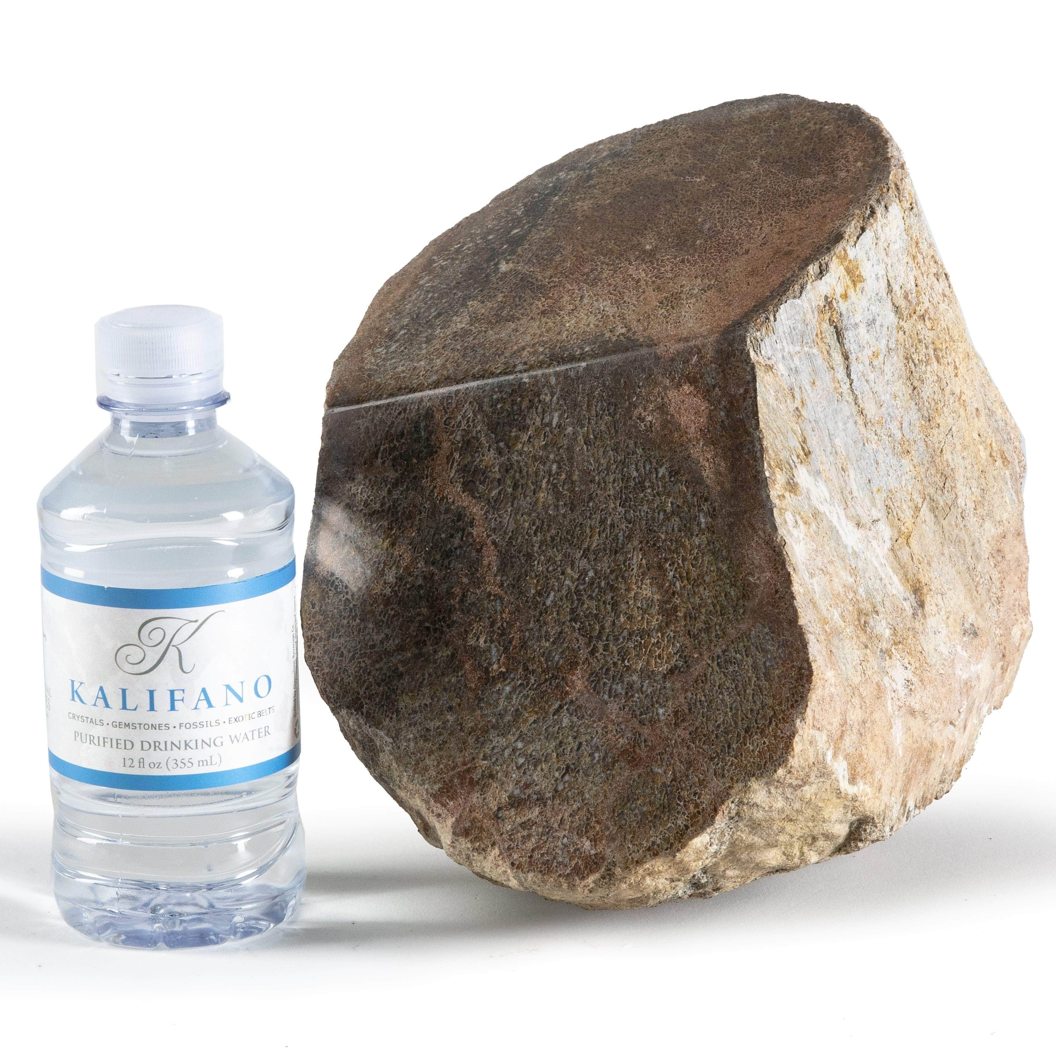 Kalifano Fossils & Minerals Apatosaurus Tibia End Bone Marrow Authentic Dinosaur Bone DB4800.001