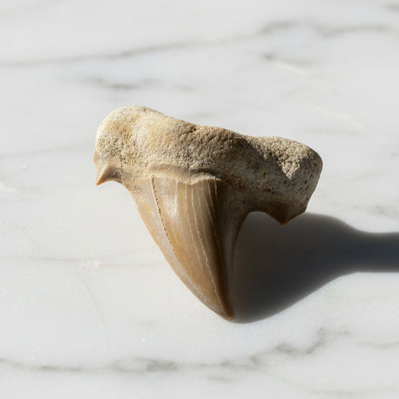 Kalifano Fossils & Minerals Authentic Fossil Shark Tooth from Morocco ST59