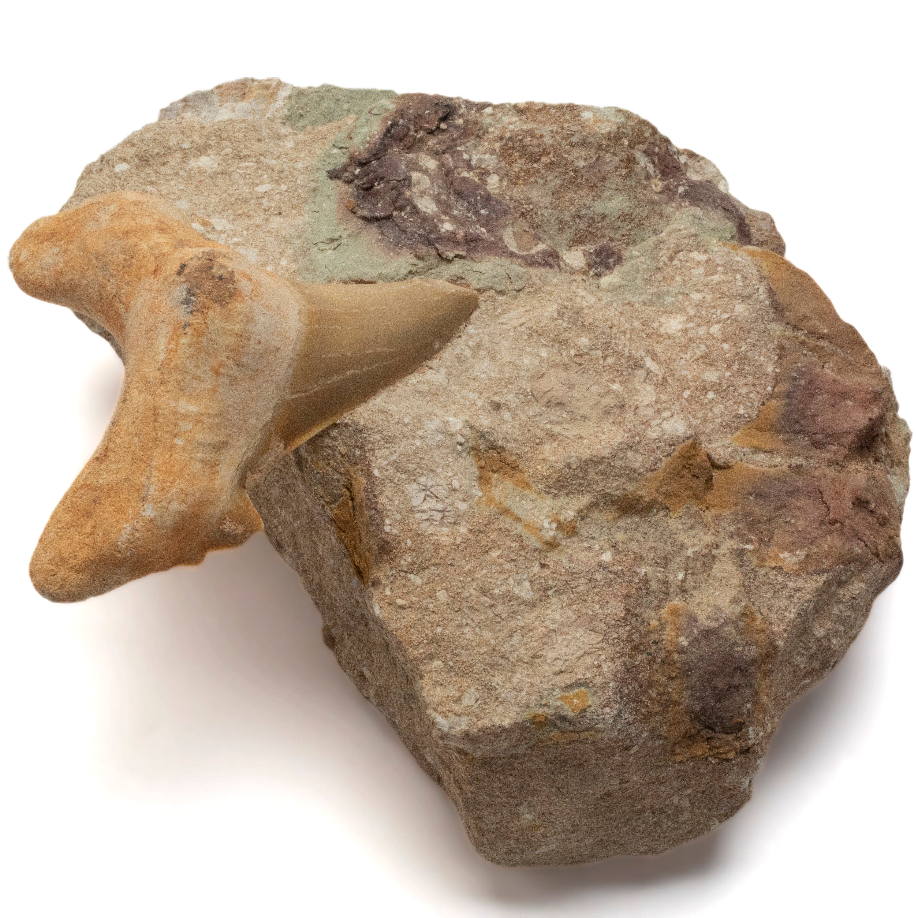 Kalifano Fossils & Minerals Authentic Fossil Shark Tooth in Matrix from Morocco ST59.1