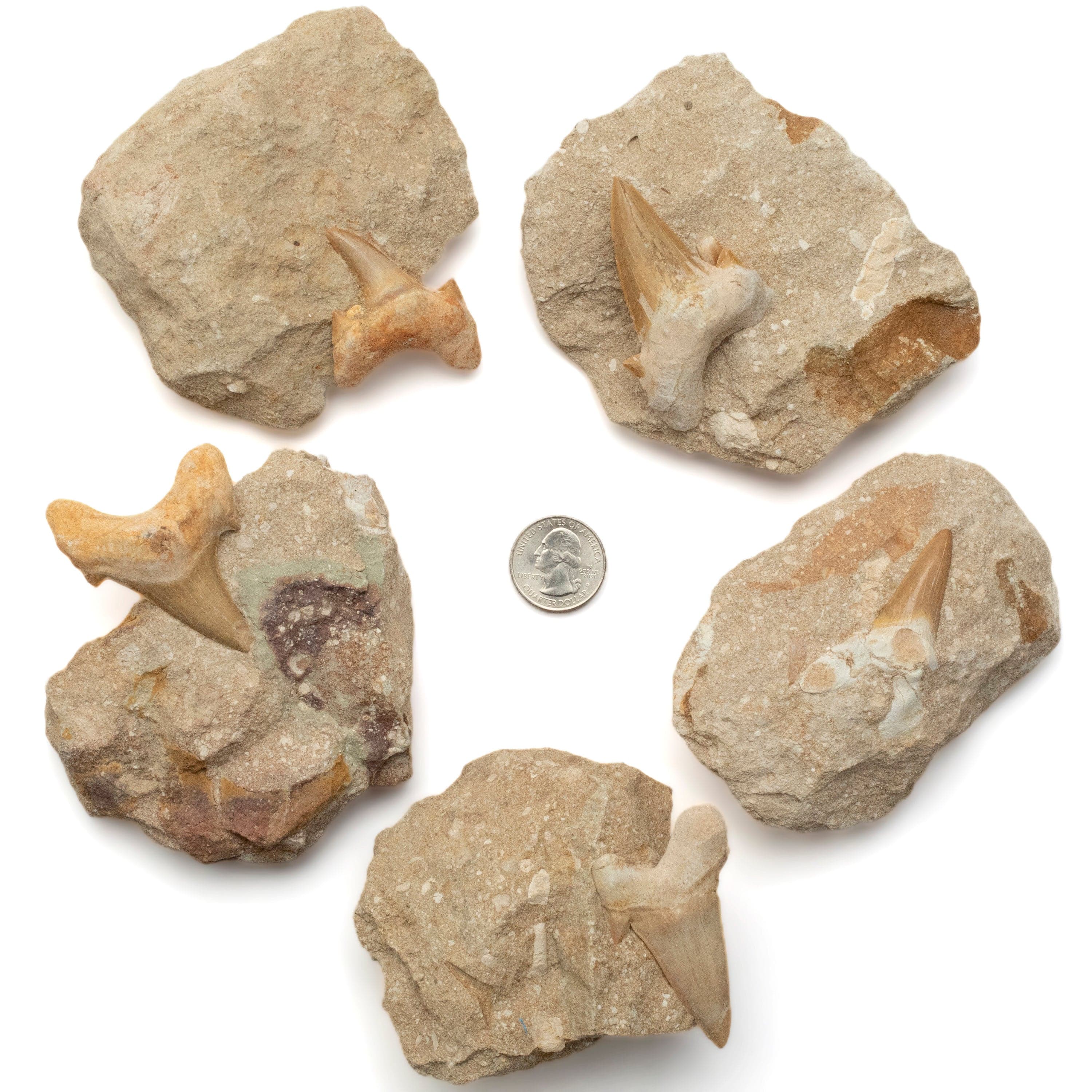 Kalifano Fossils & Minerals Authentic Fossil Shark Tooth in Matrix from Morocco ST59.1
