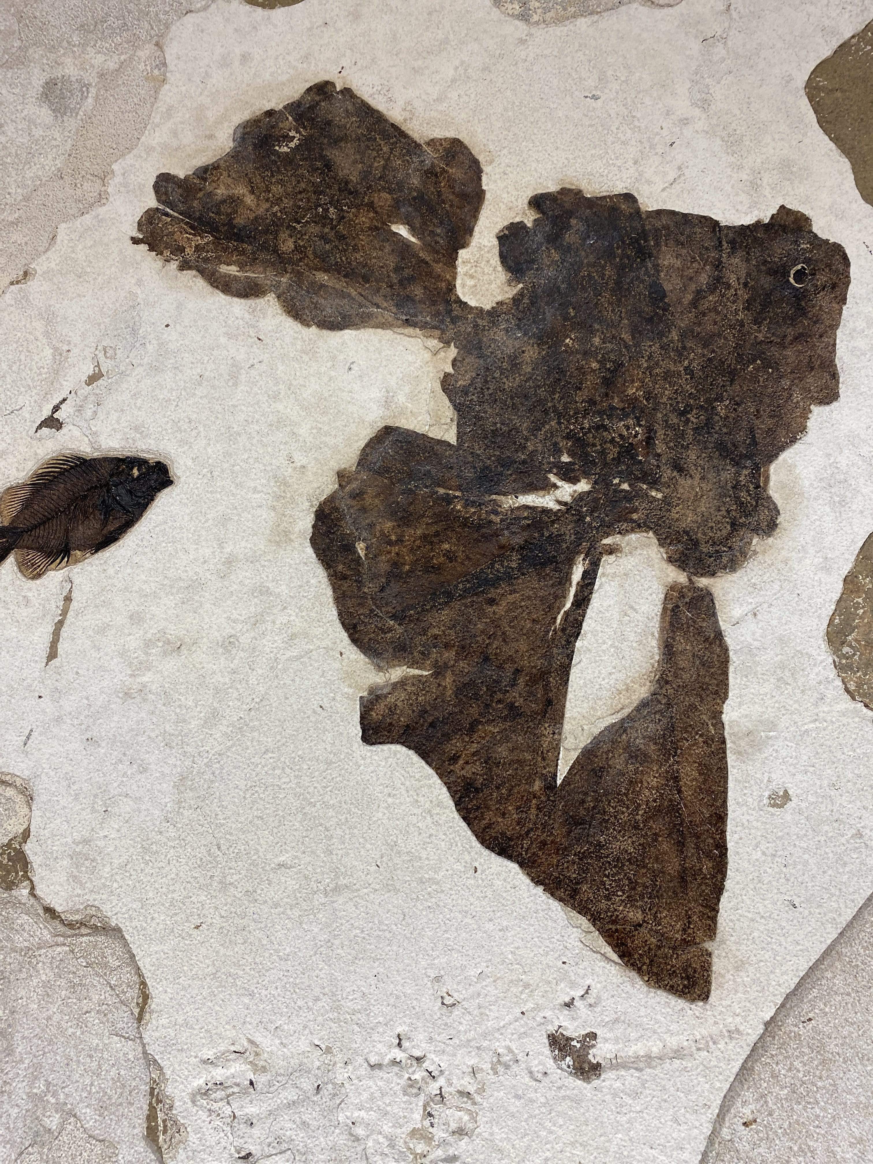 Kalifano Fossils & Minerals Diplomystus & Priscacara & Banana Leaf Wyoming Green River Formation Fossil - 38" x 38" FF42000.001