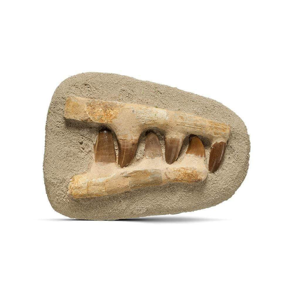 Kalifano Fossils & Minerals Genuine Morocco Mosasaurs Jaw and Teeth MOST98