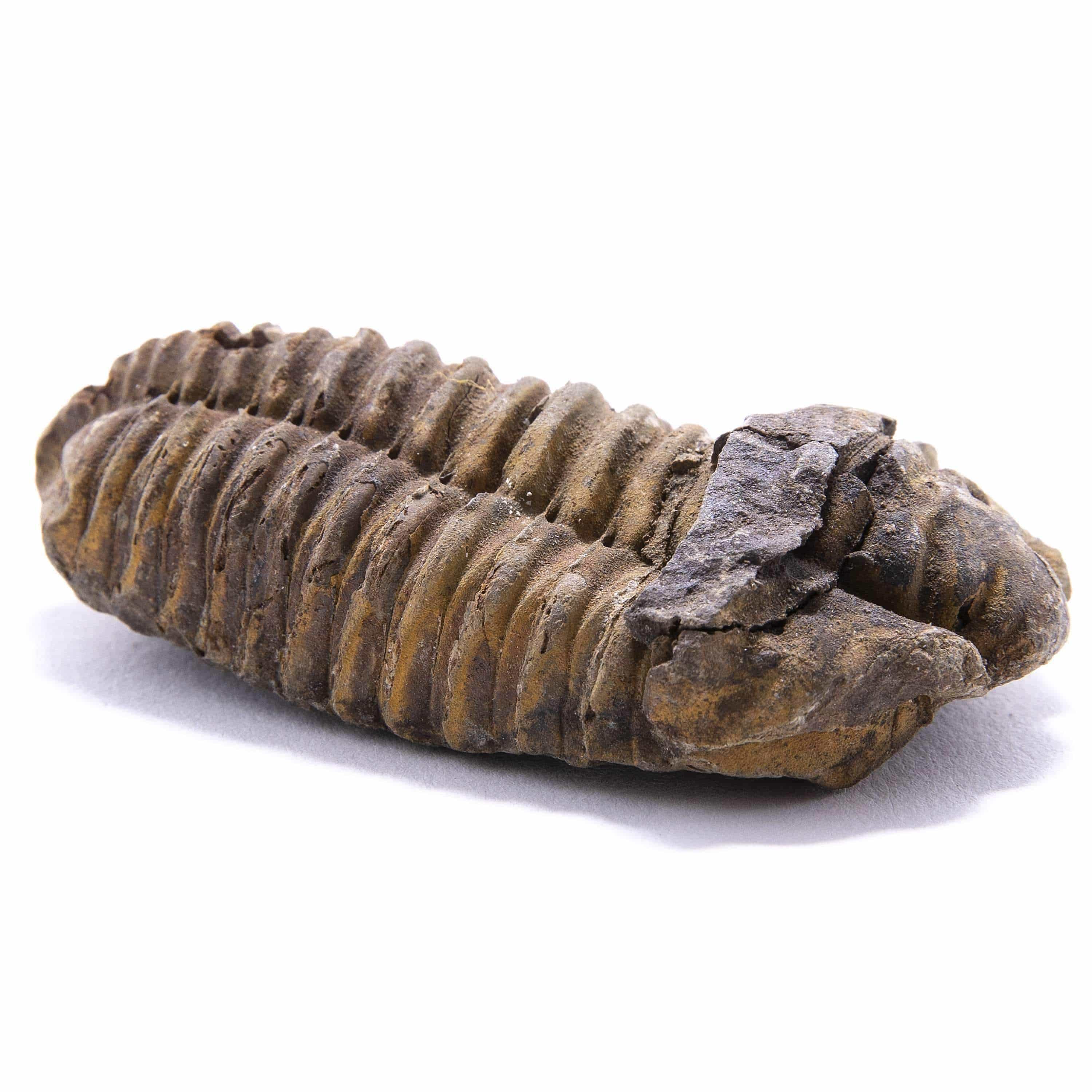 KALIFANO Fossils & Minerals Large Trilobite from Morocco TR59