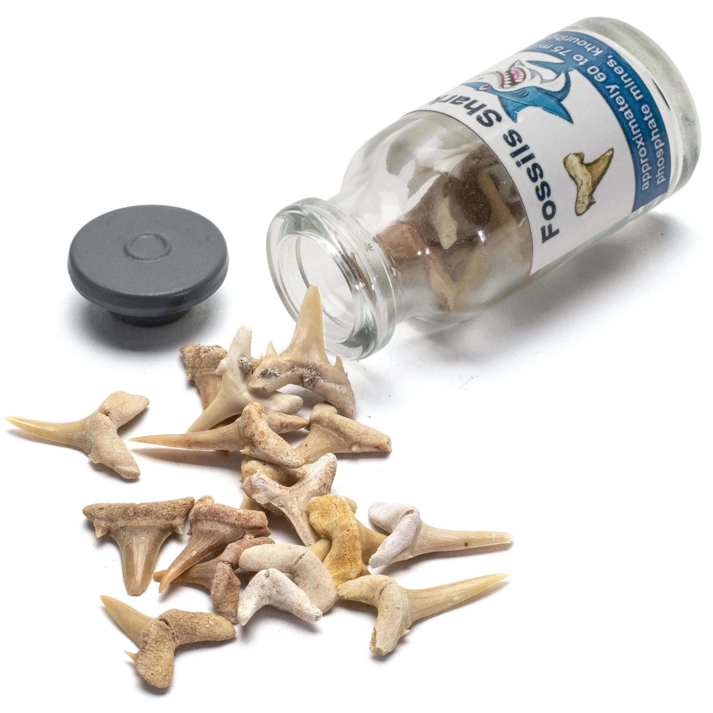 Kalifano Fossils & Minerals Moroccan Shark Tooth Vial STV30