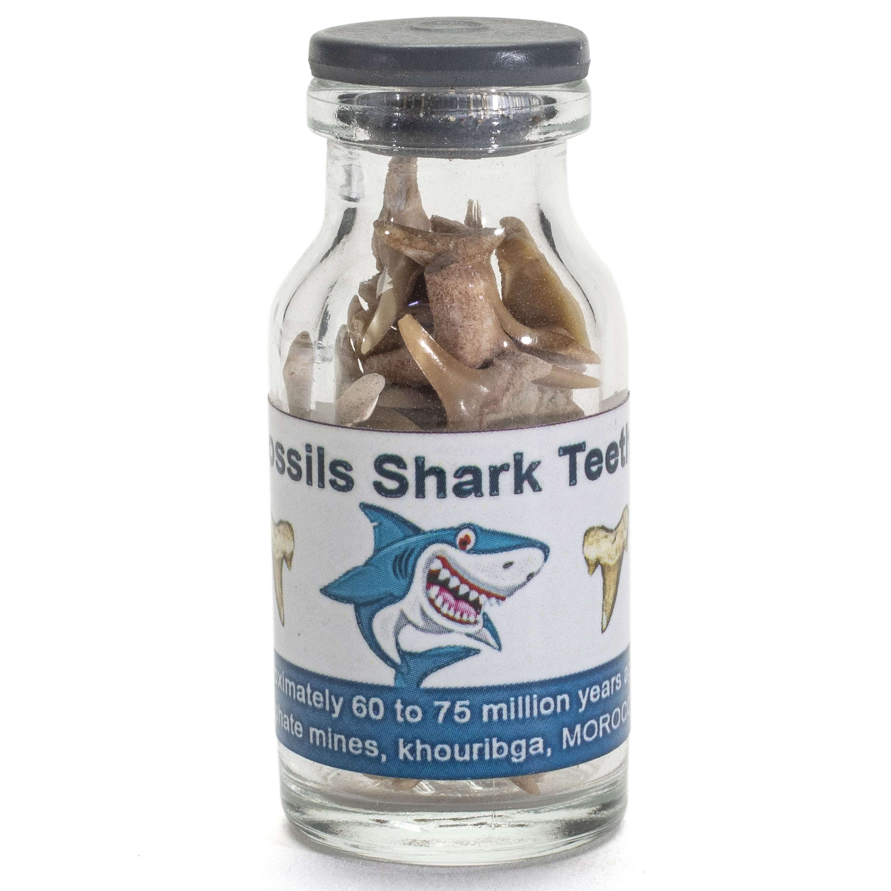 Kalifano Fossils & Minerals Moroccan Shark Tooth Vial STV30