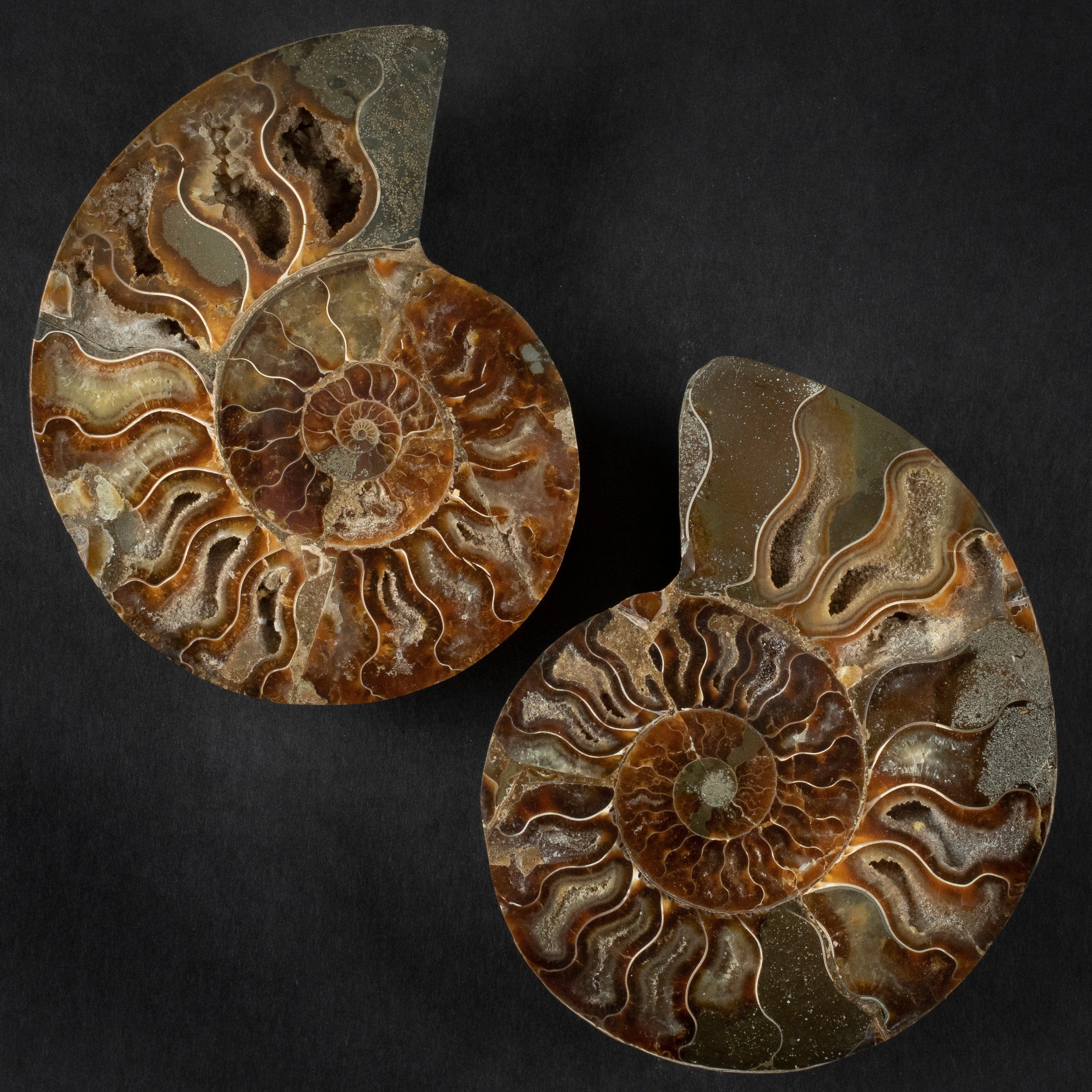 Kalifano Fossils & Minerals Natural Ammonite Pair from Madagascar - 4-6" AMM600