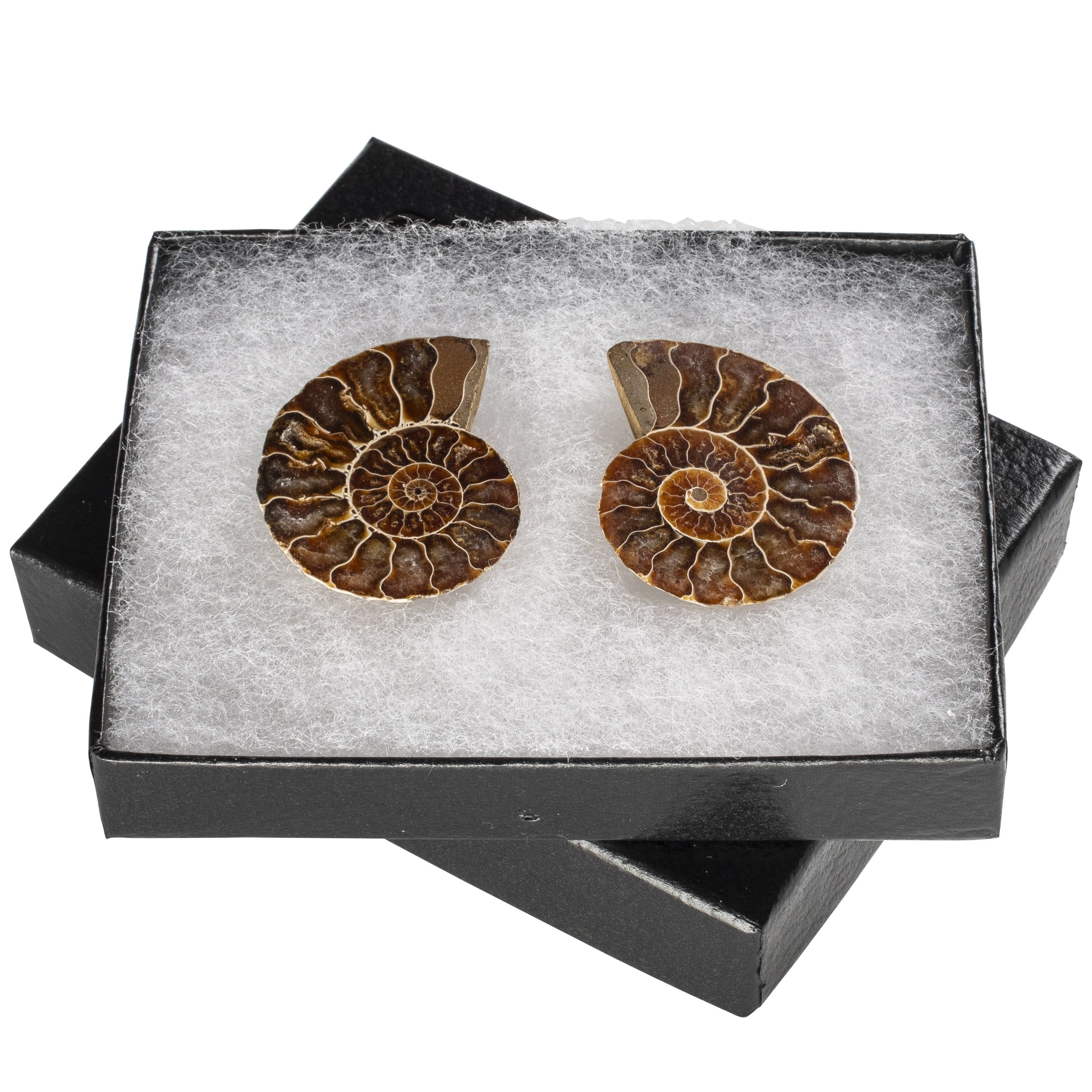 Kalifano Fossils & Minerals Natural Extinct Ammonite Shell Pair from Madagascar AMM59