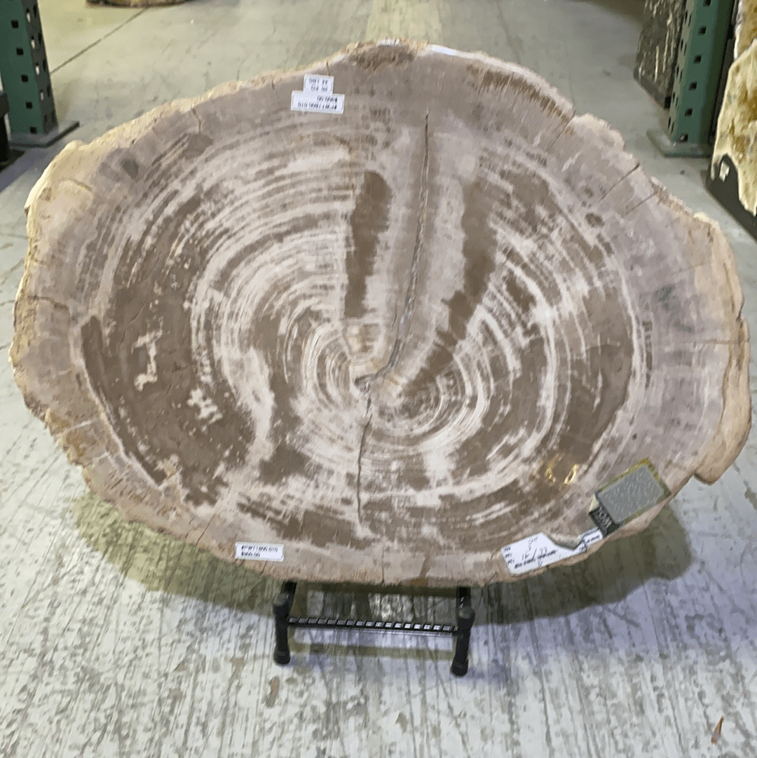 Kalifano Fossils & Minerals PWT1800.010 - Petrified Wood Table Top 20 KG/ 44 LBS- Indonesia PWT1800.010