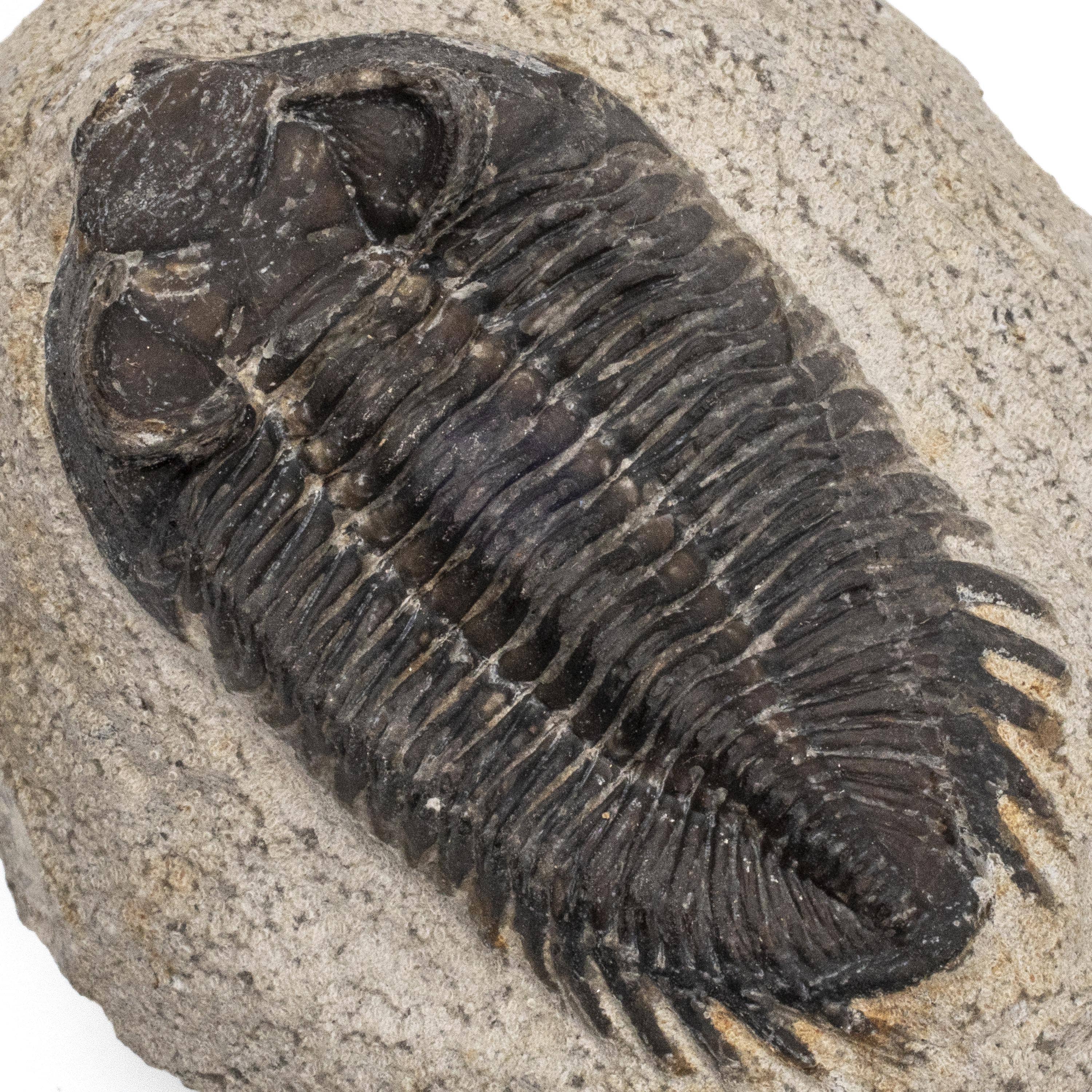 Kalifano Fossils & Minerals TR200 - Trilobite - Morocco TR200