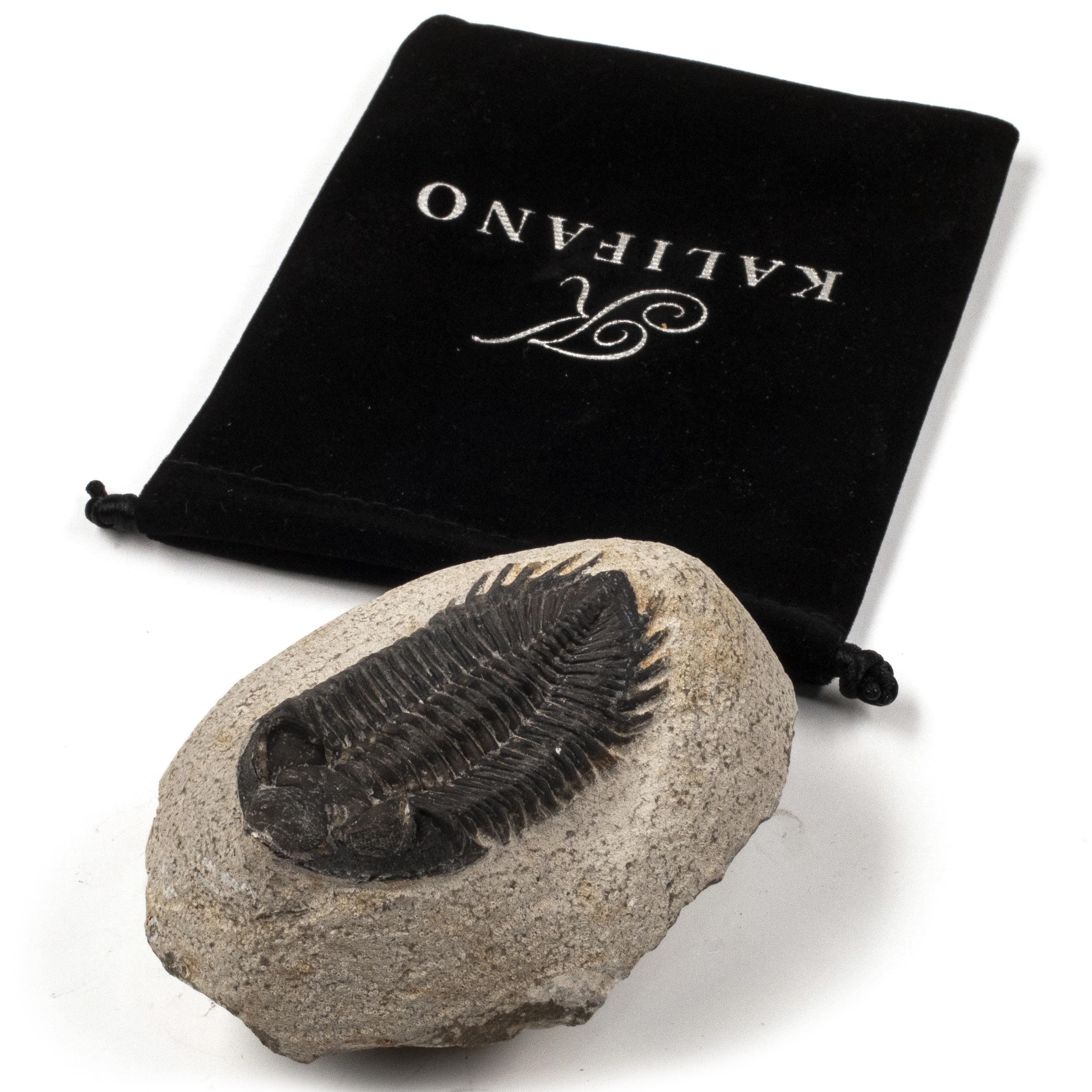 Kalifano Fossils & Minerals TR200 - Trilobite - Morocco TR200